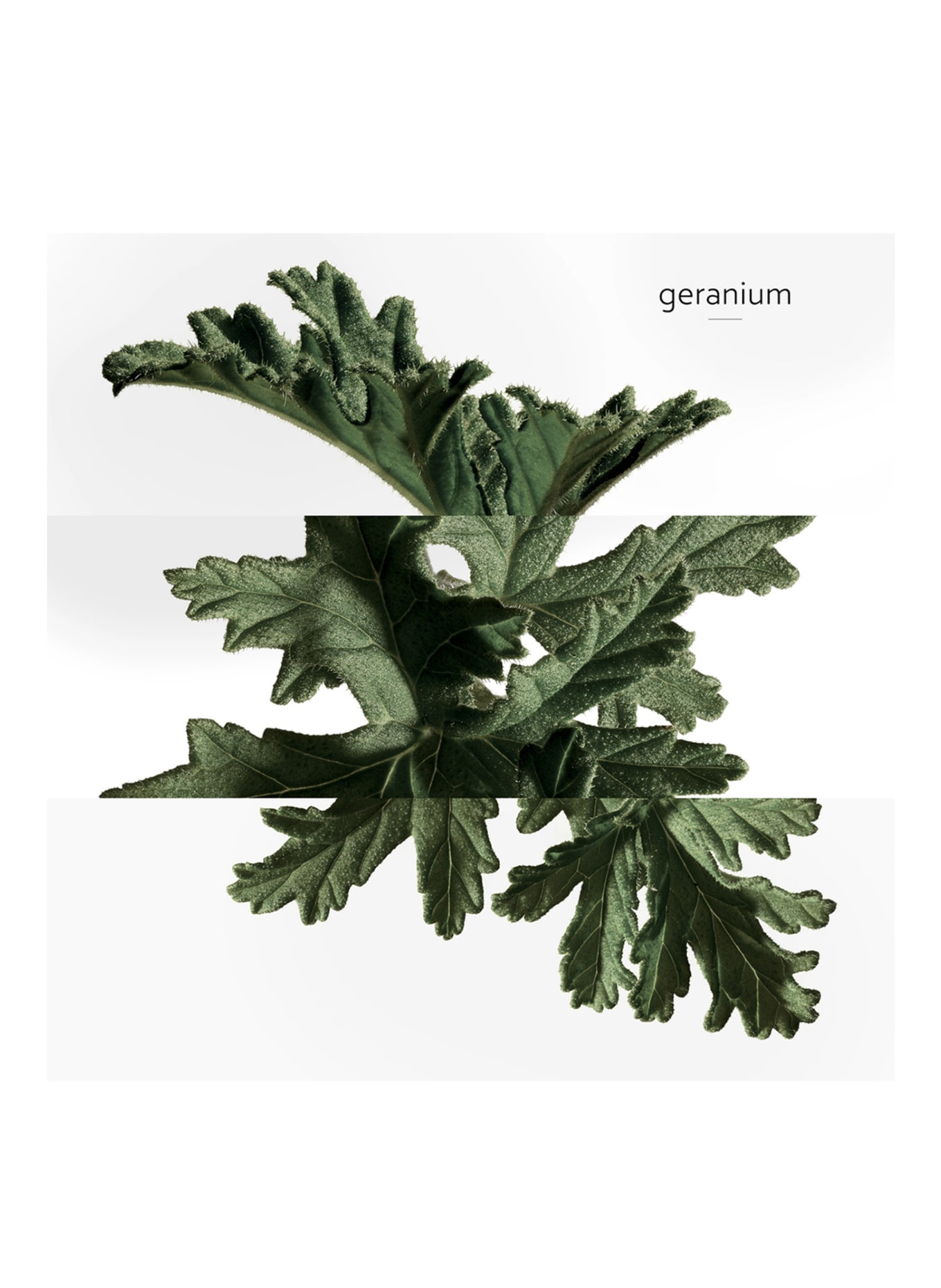 HERMÈS EAU DE BASILIC POURPRE