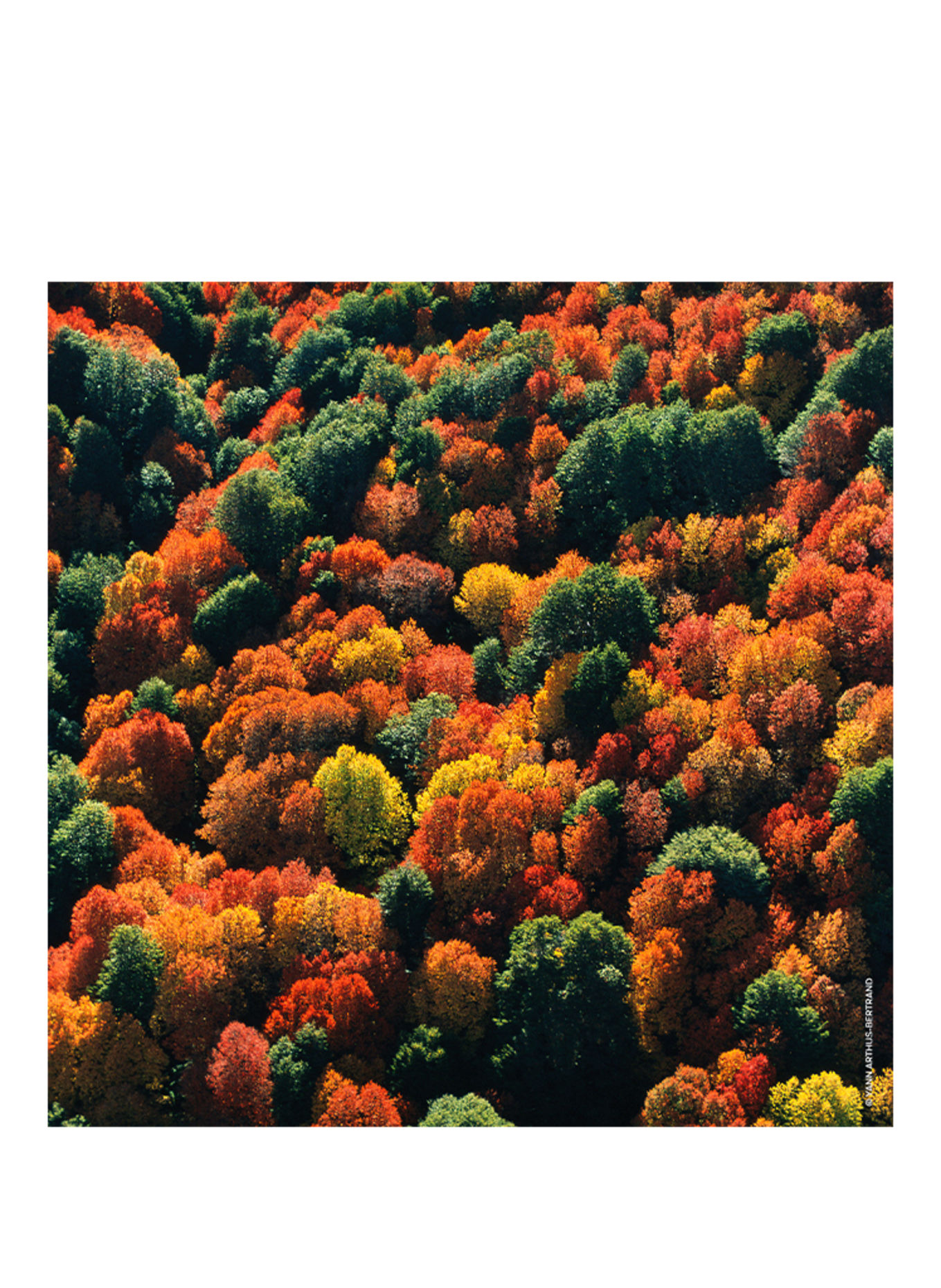 GUERLAIN AQUA ALLEGORIA FORTE OUD YUZU NAVULLING