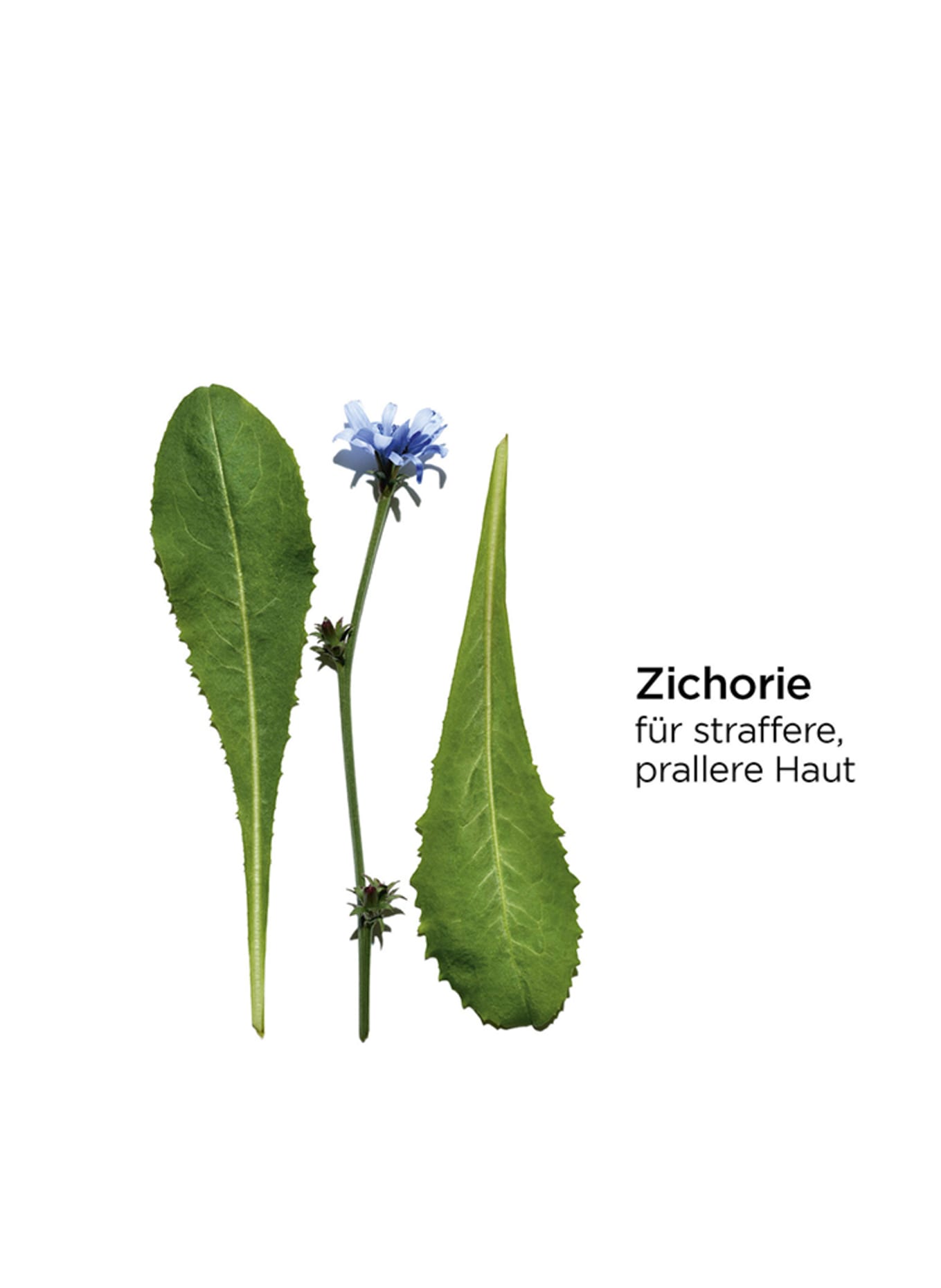 CLARINS EVERLASTING YOUTH FLUID SPF 15: 110 HONEY