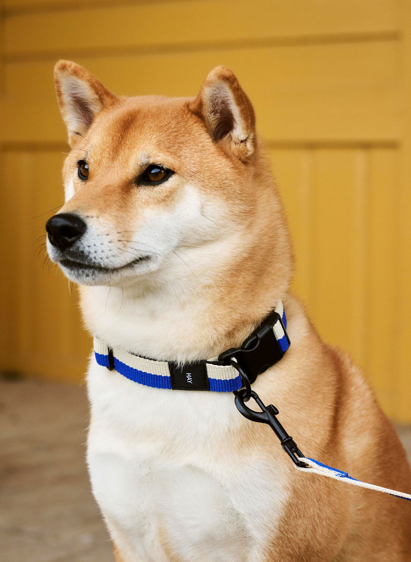 HAY Hundehalsband SMALL/ MEDIUM: BLAU / CREME