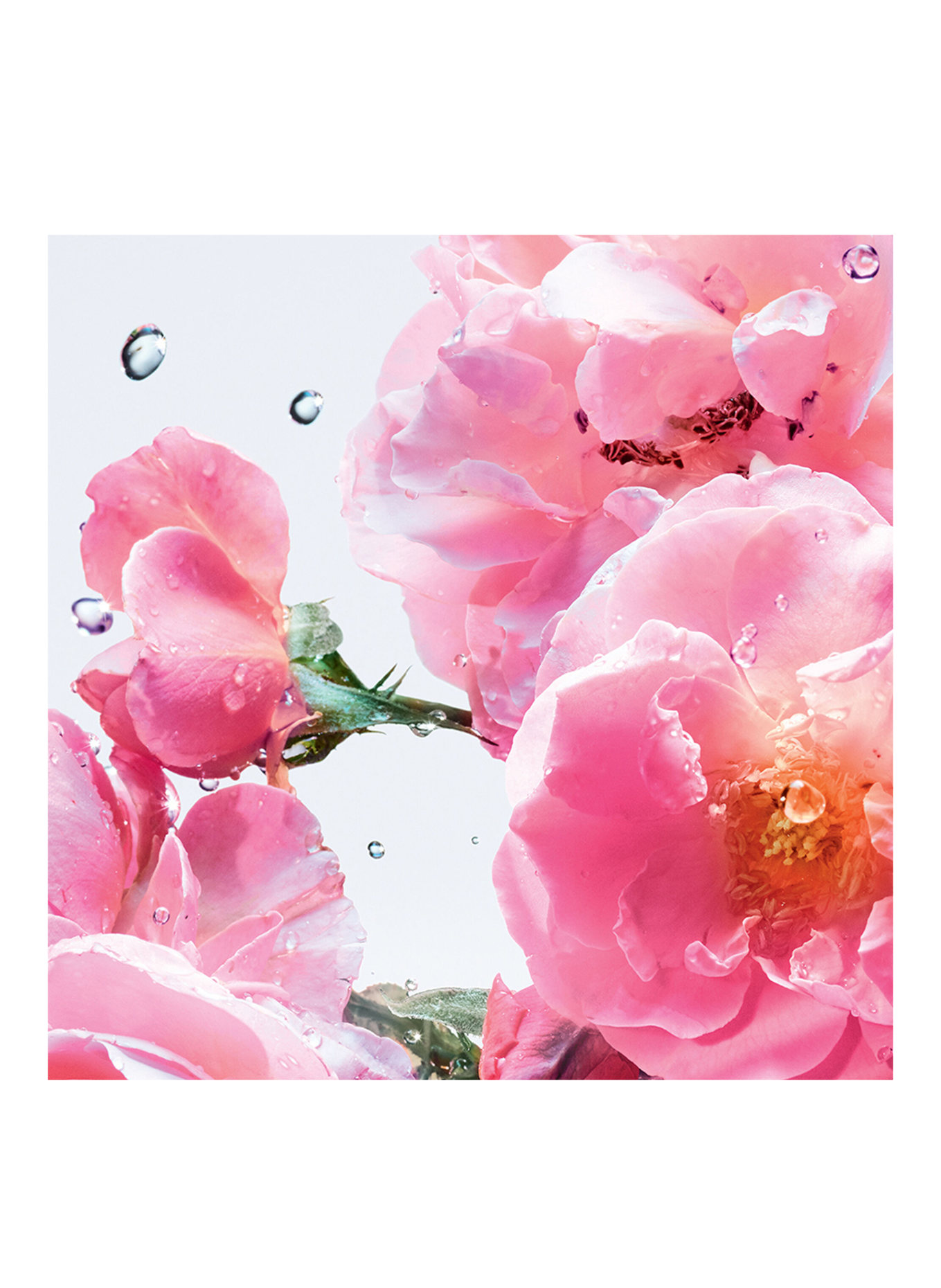 DIOR MISS DIOR ROSE N'ROSES
