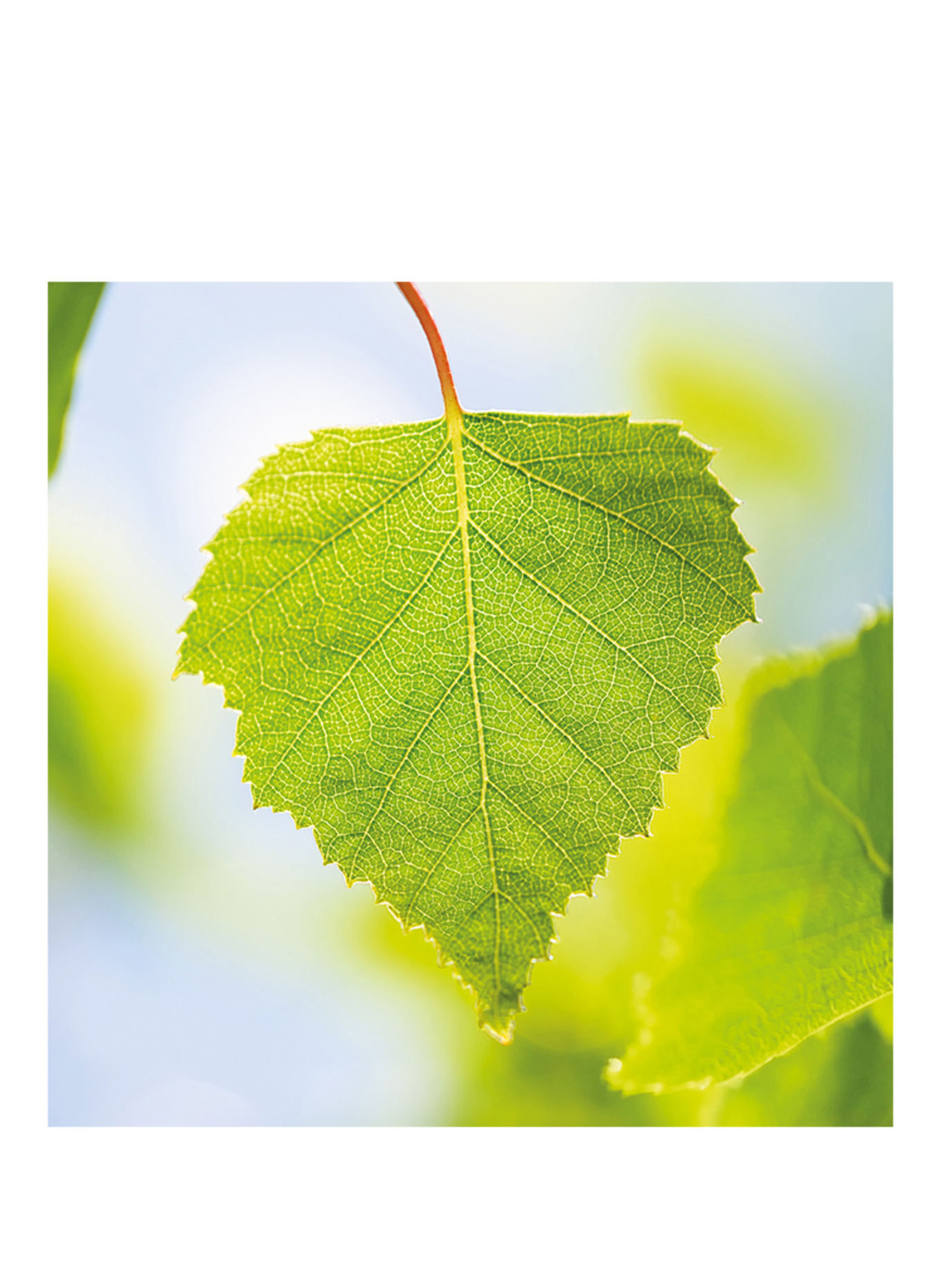 WELEDA CELLULITE OIL BIRCH