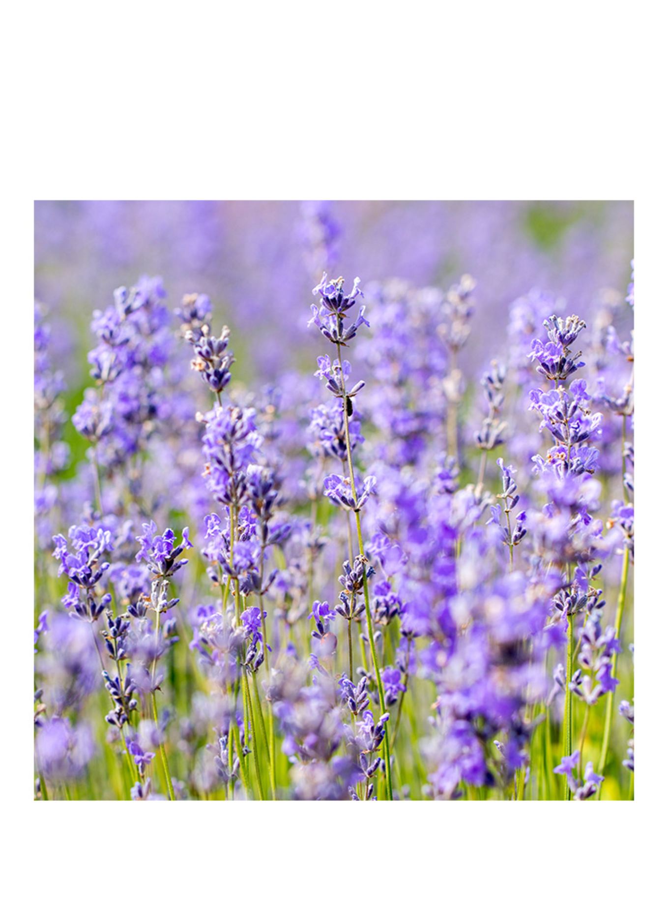 WELEDA ONTSPANNEND BAD LAVENDEL