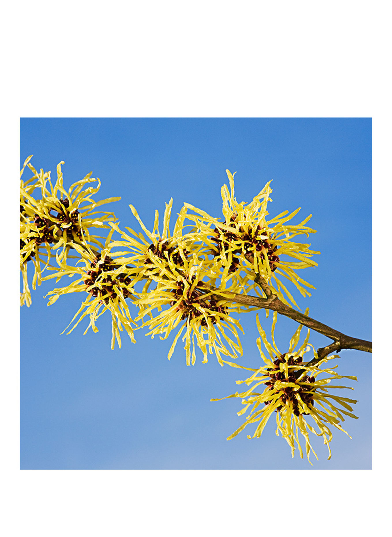 WELEDA ZACHT REINIGINGSSCHUIM