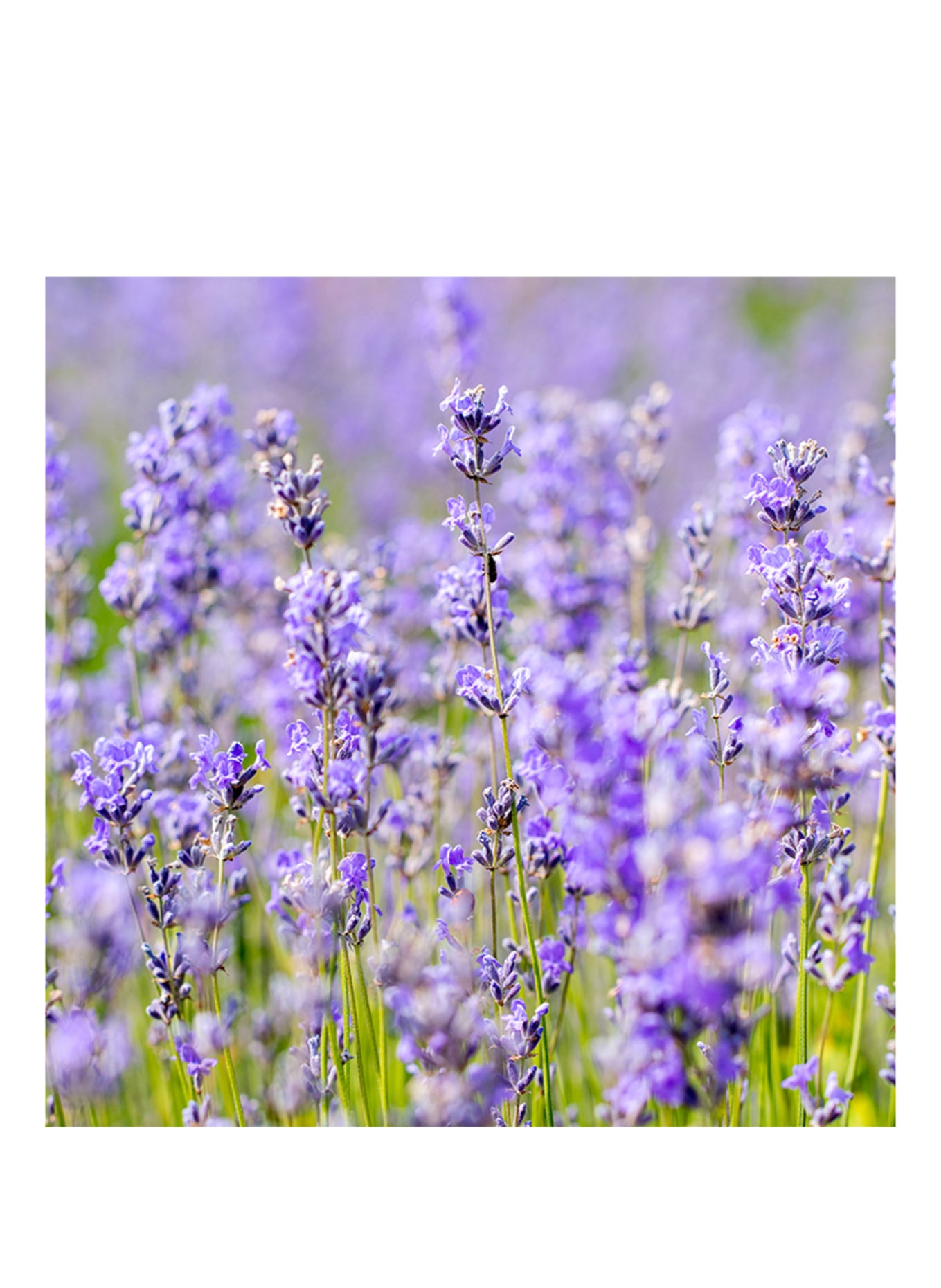 WELEDA RELAXING CARE OIL