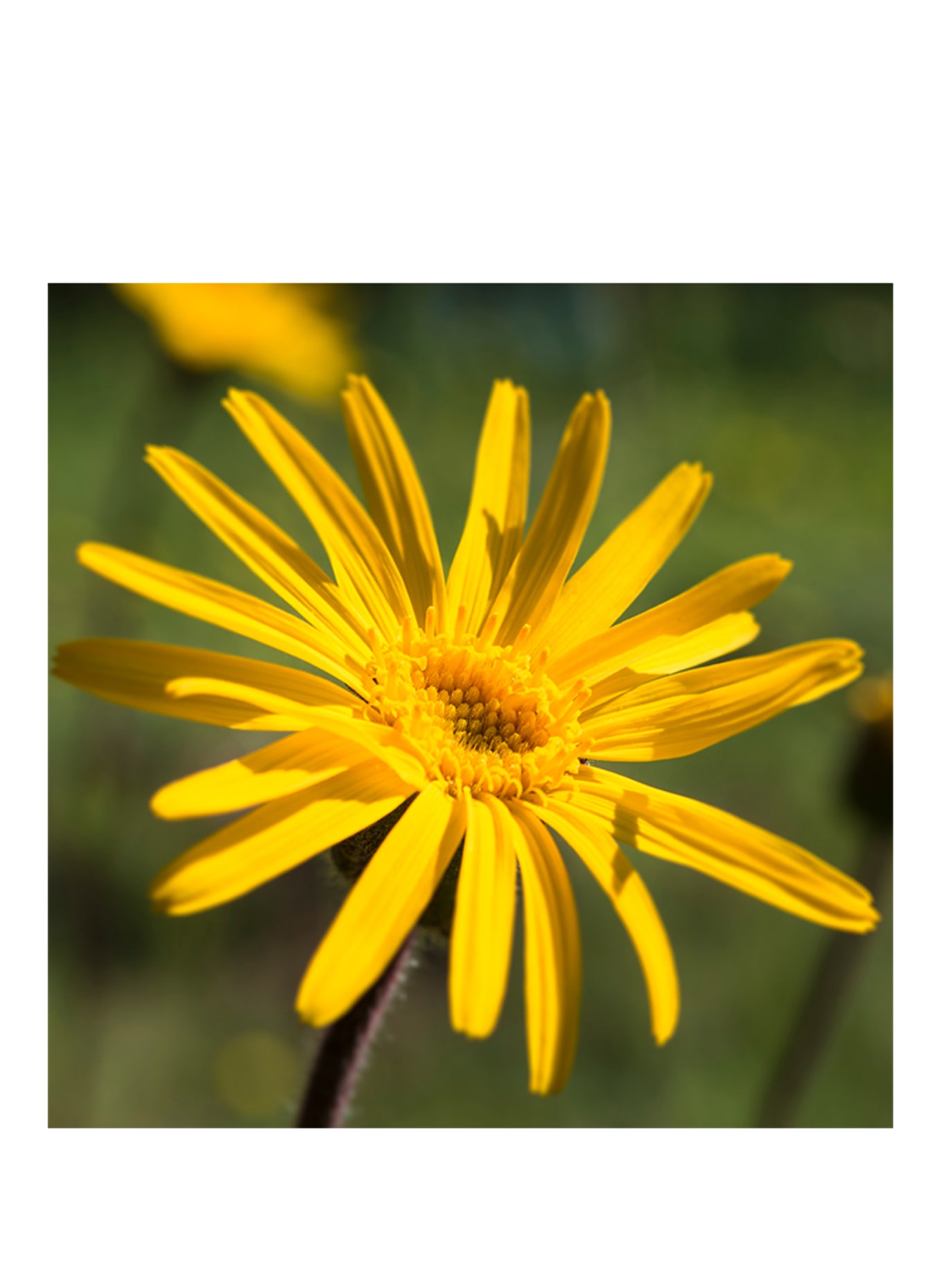 WELEDA SPORT &amp; SPIERHERSTELBAD