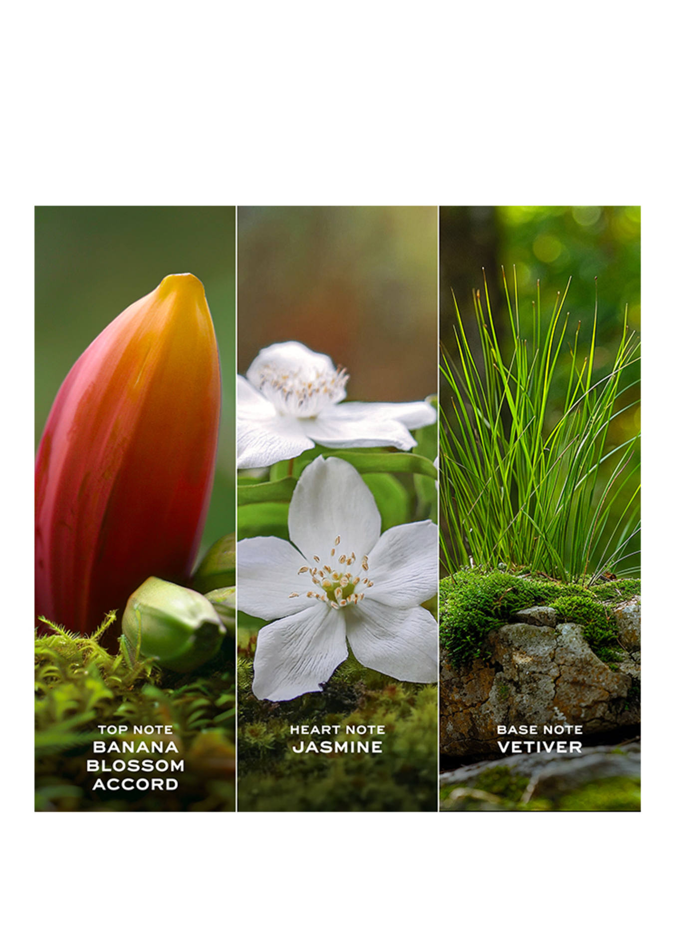 MARC JACOBS FRAGRANCE DAISY WILD