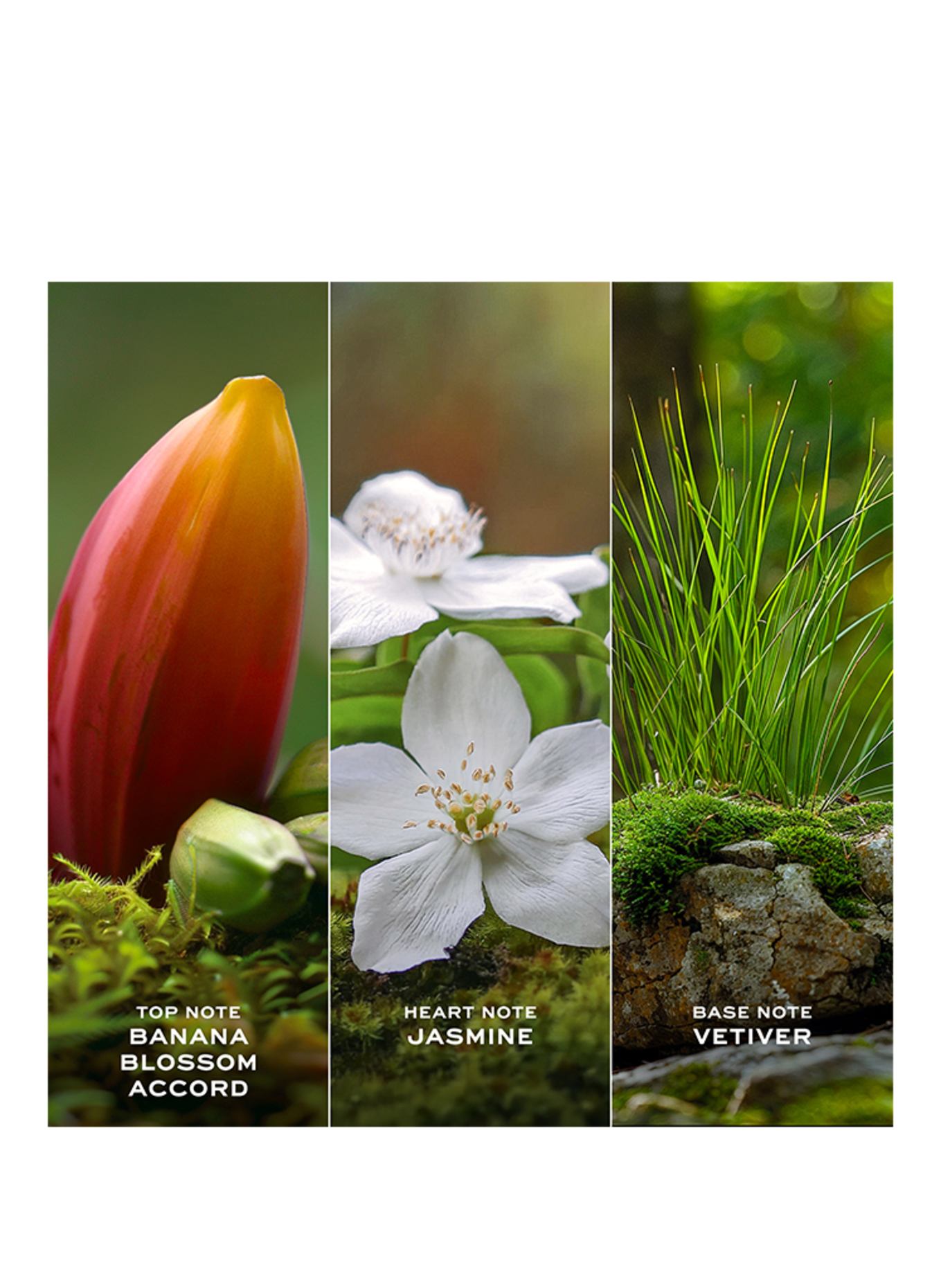 MARC JACOBS FRAGRANCE DAISY WILD