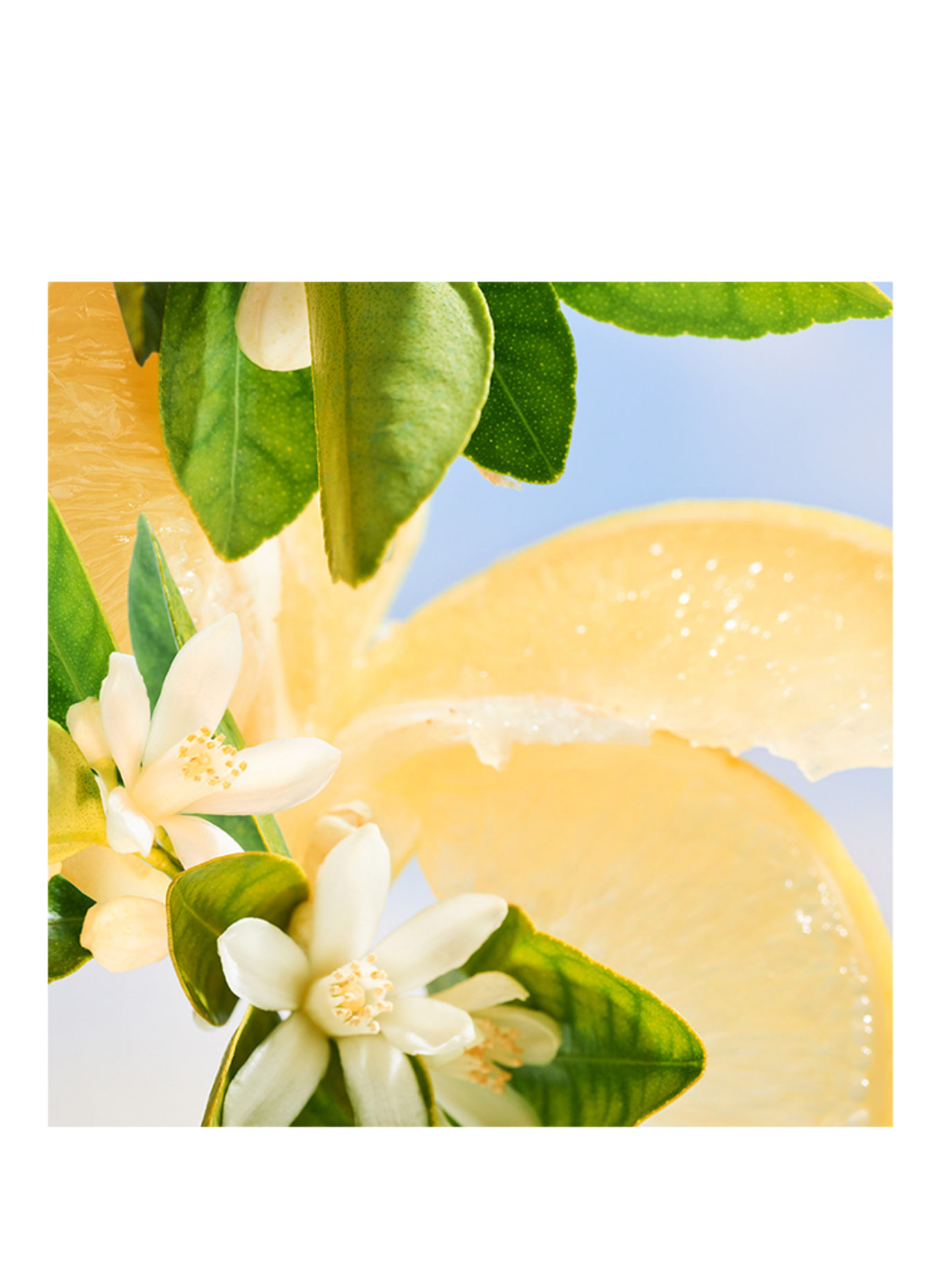 BVLGARI Fragrances  RIVA SOLARE