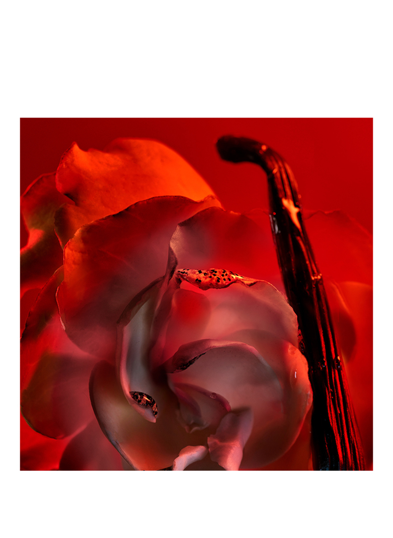 BVLGARI Fragrances  BACIAMI