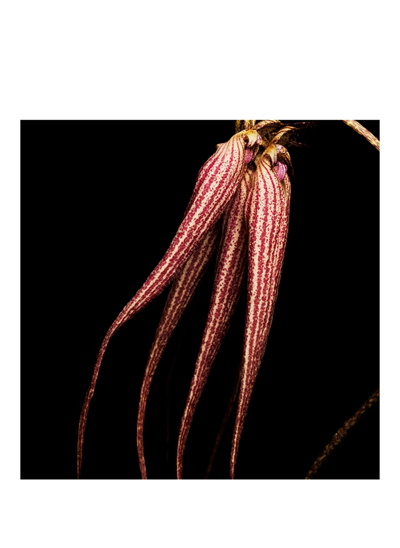 BYREDO BAL D'AFRIQUE