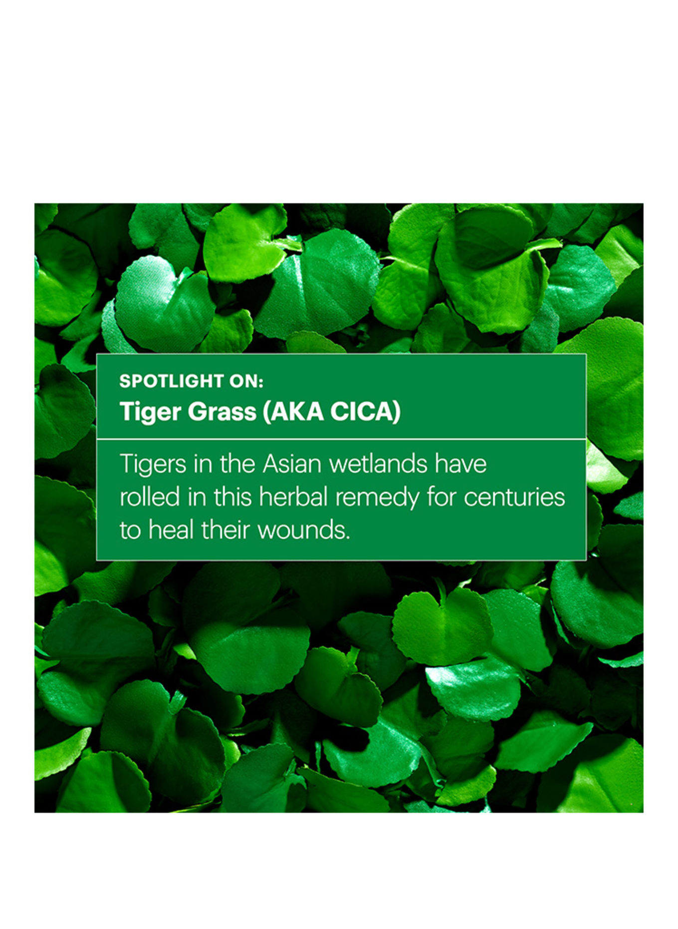 Dr.Jart+ CICAPAIR TIGER GRASS CAMO DROPS