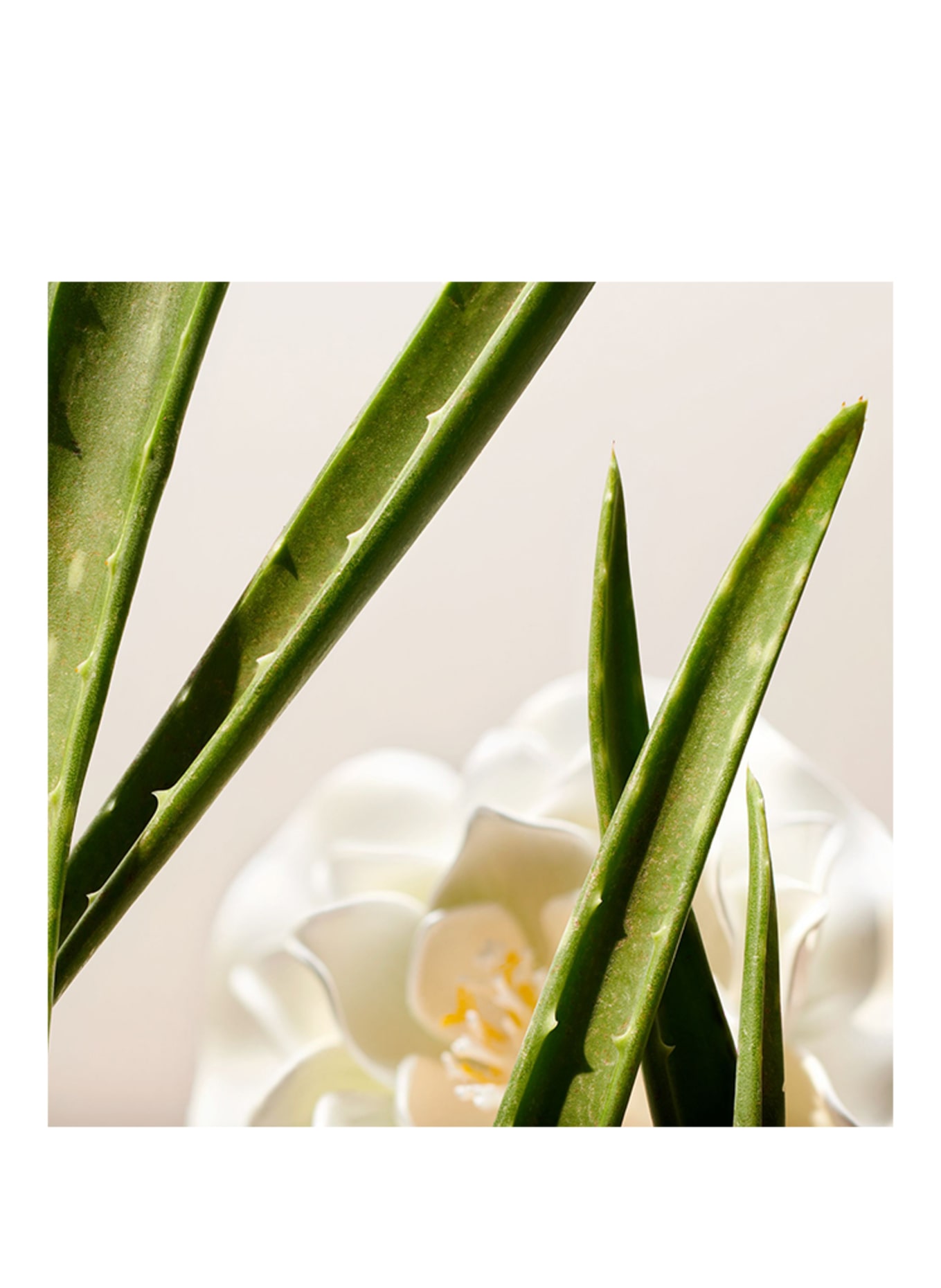 RITUALS HET RITUEEL VAN NAMASTE