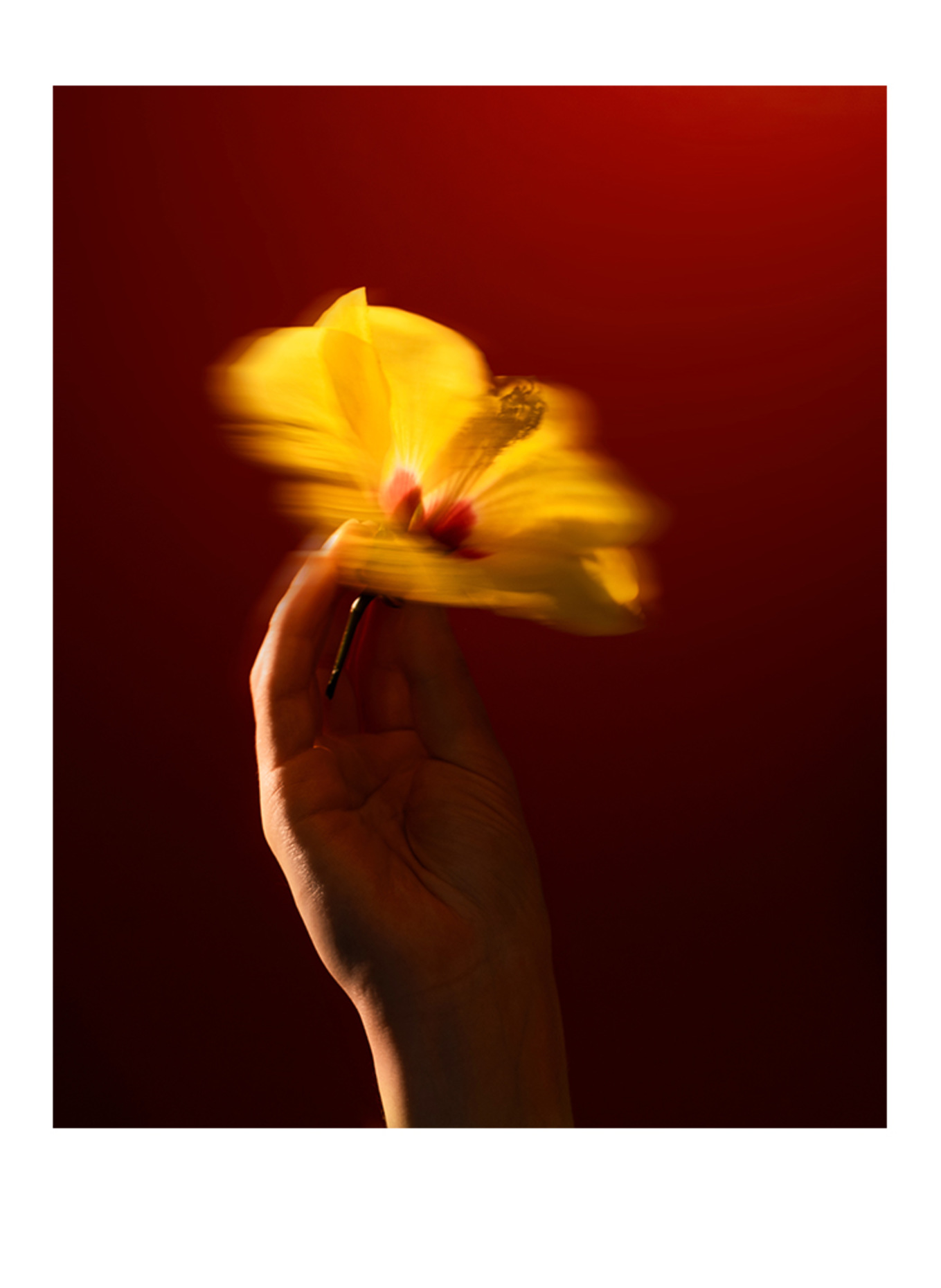 Maison Crivelli HIBISCUS MAHAJÁD