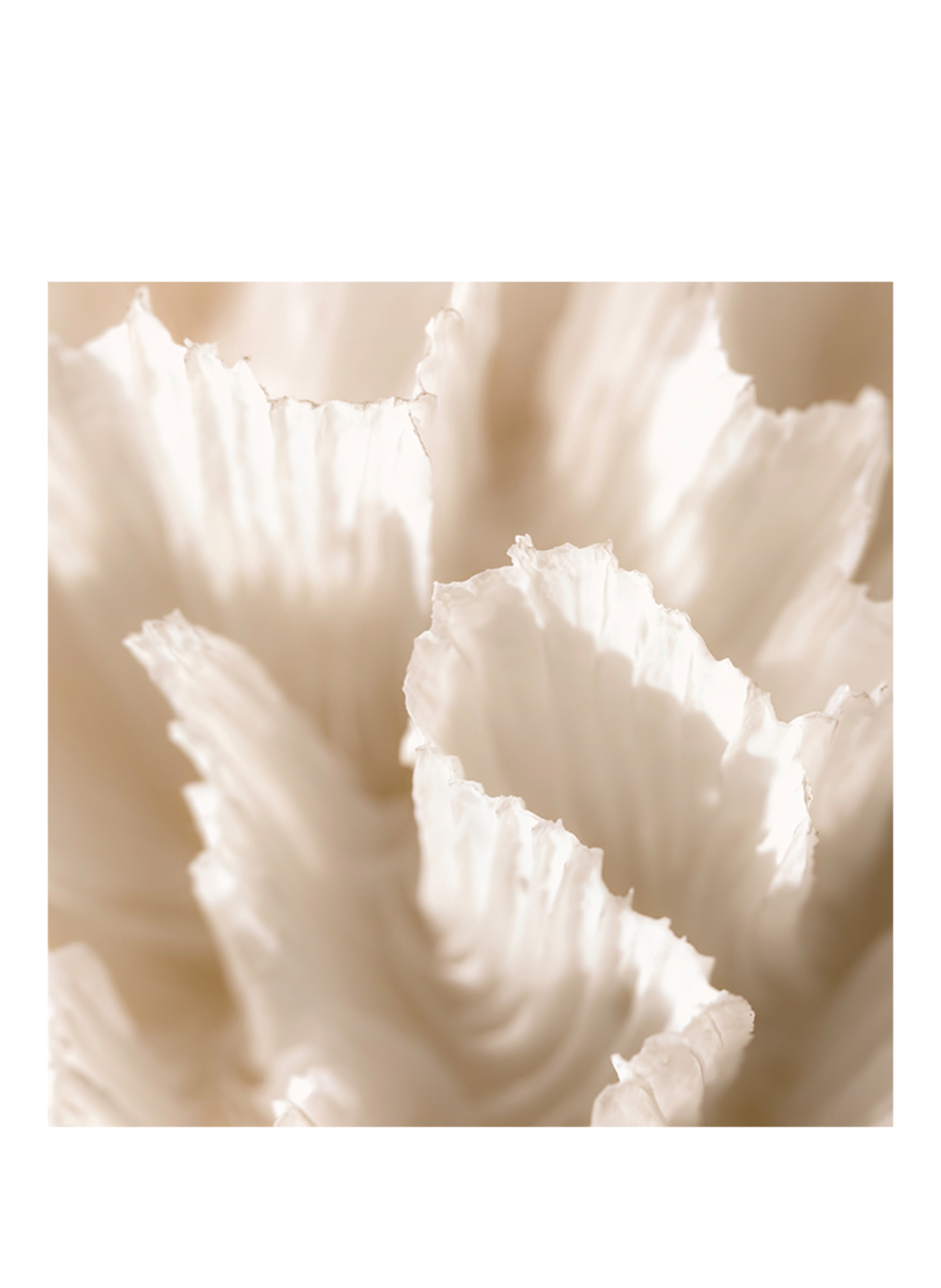 Maison Crivelli  ROZE SALTIFOLIA