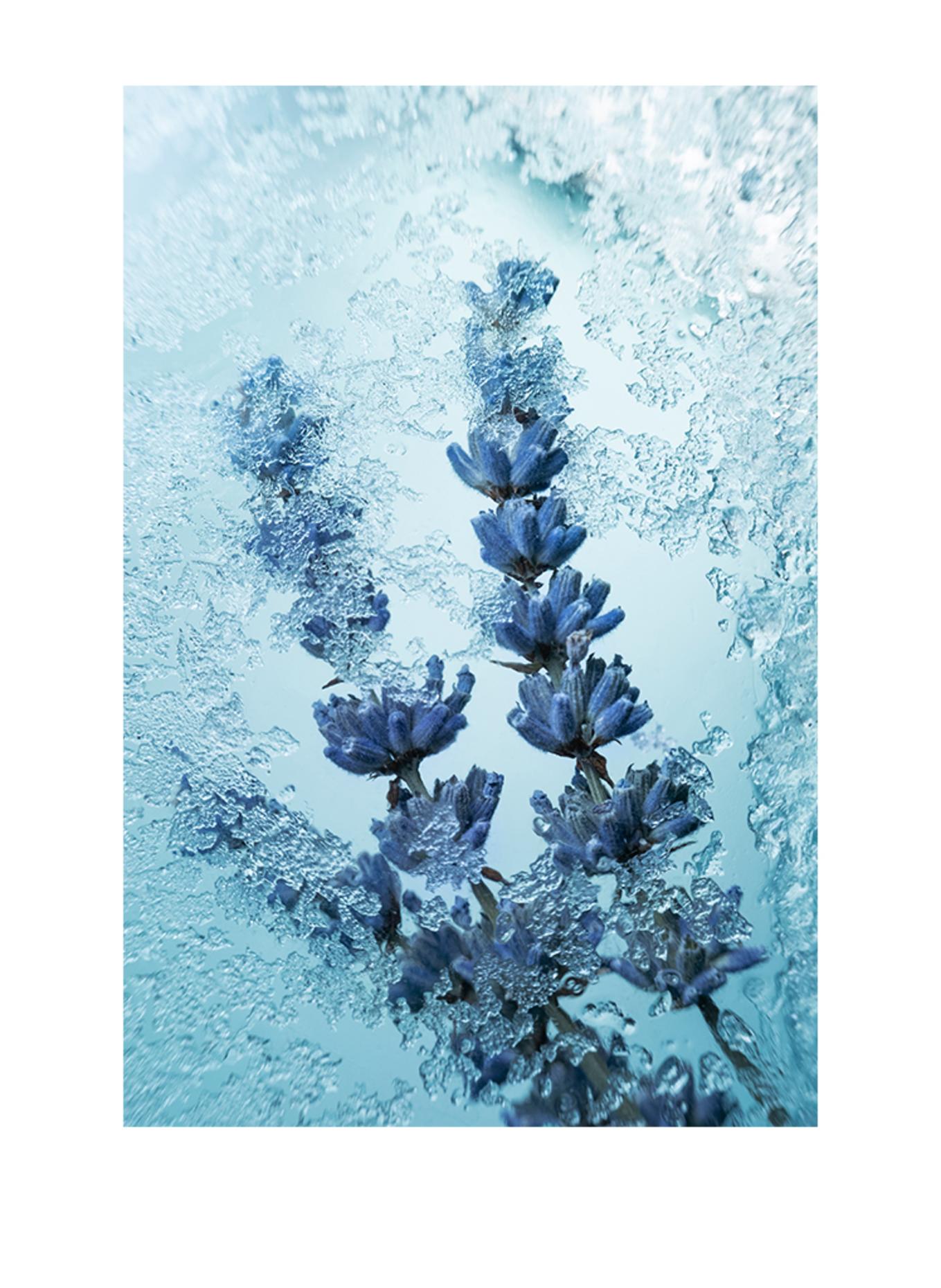 Maison Crivelli ABSINTHE BORÉALE