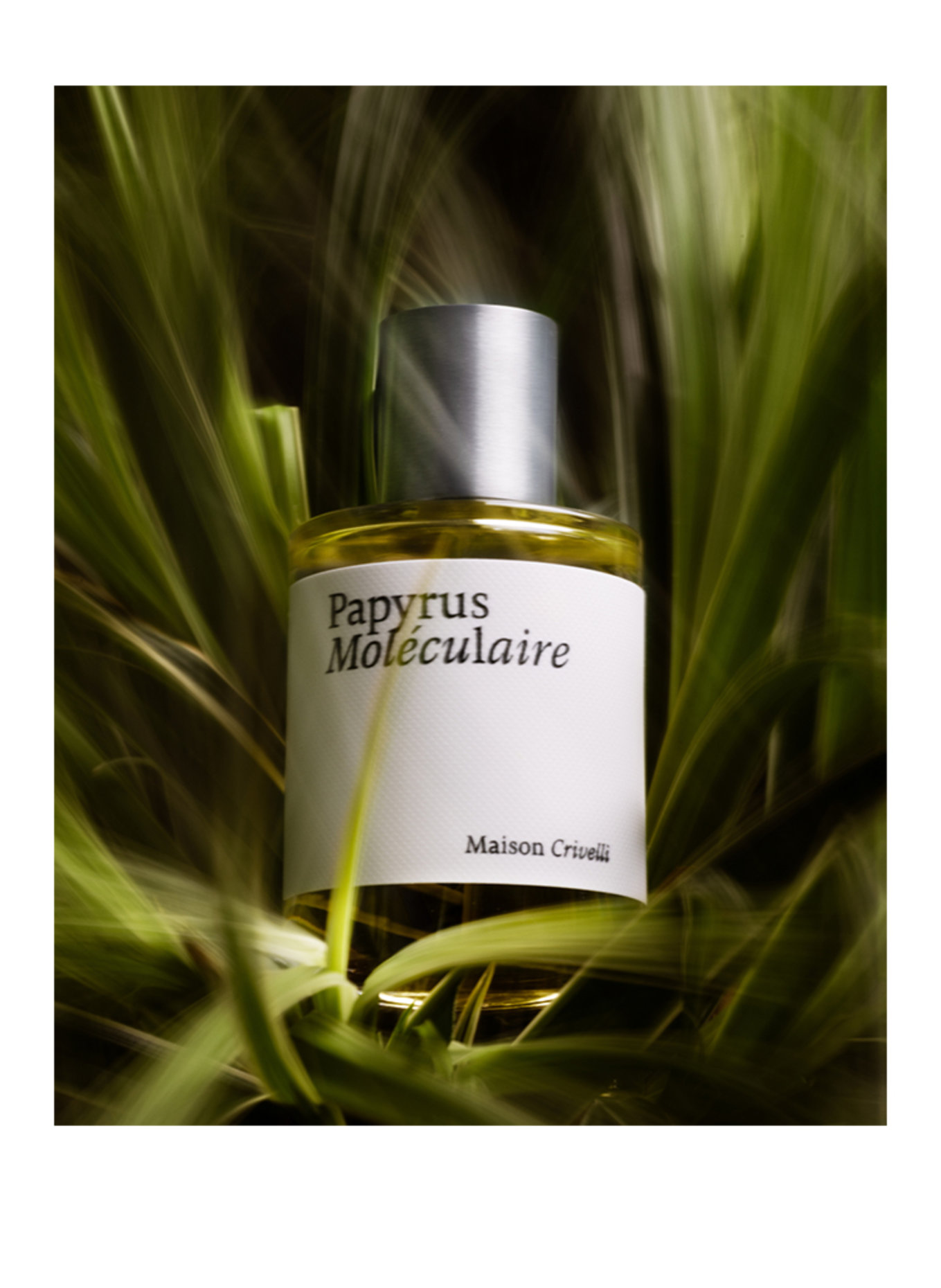 Maison Crivelli PAPYRUS MOLECULAIRE