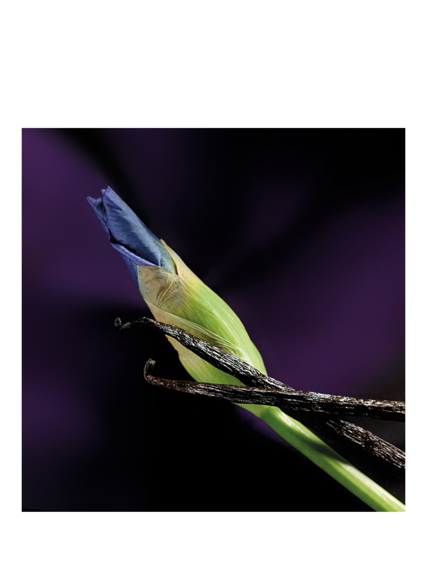 Maison Crivelli   MALIKHAN