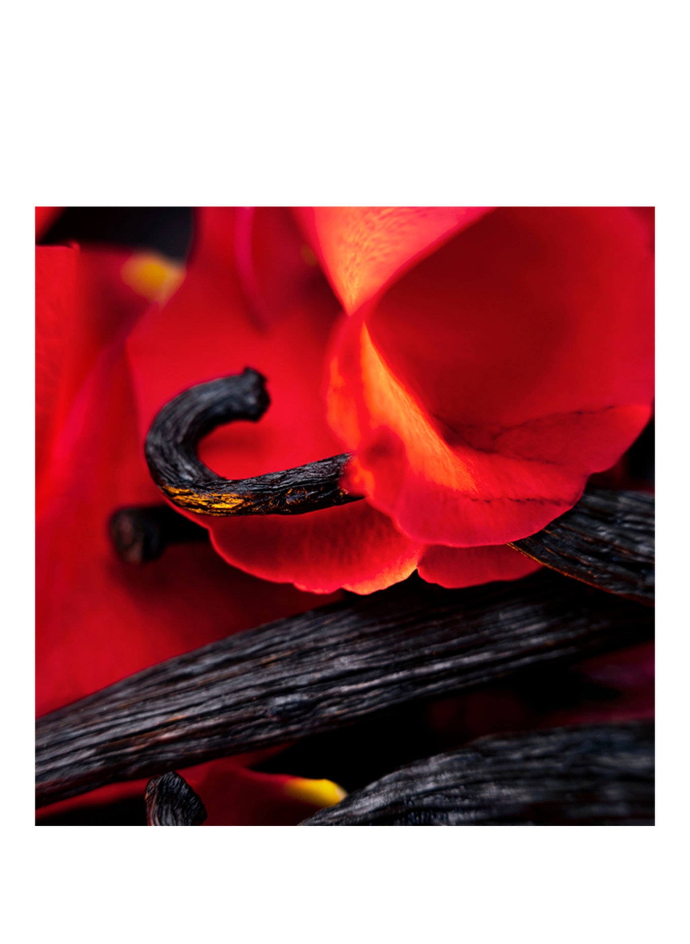 Maison Crivelli  HIBISCUS MAHAJAD