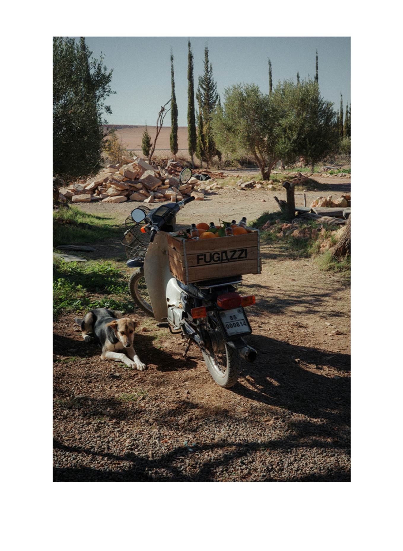 FUGAZZI ORANGE CRUSH