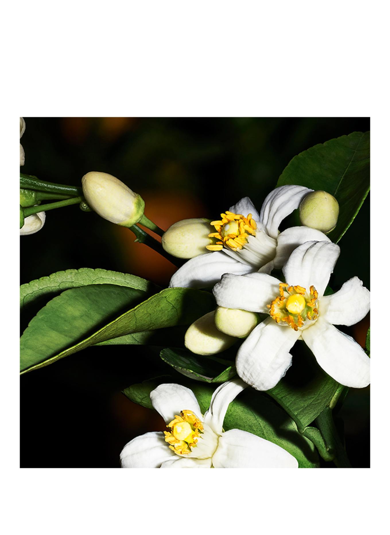 YSL - LE VESTIAIRE DES PARFUMS 66 MARRAKECH