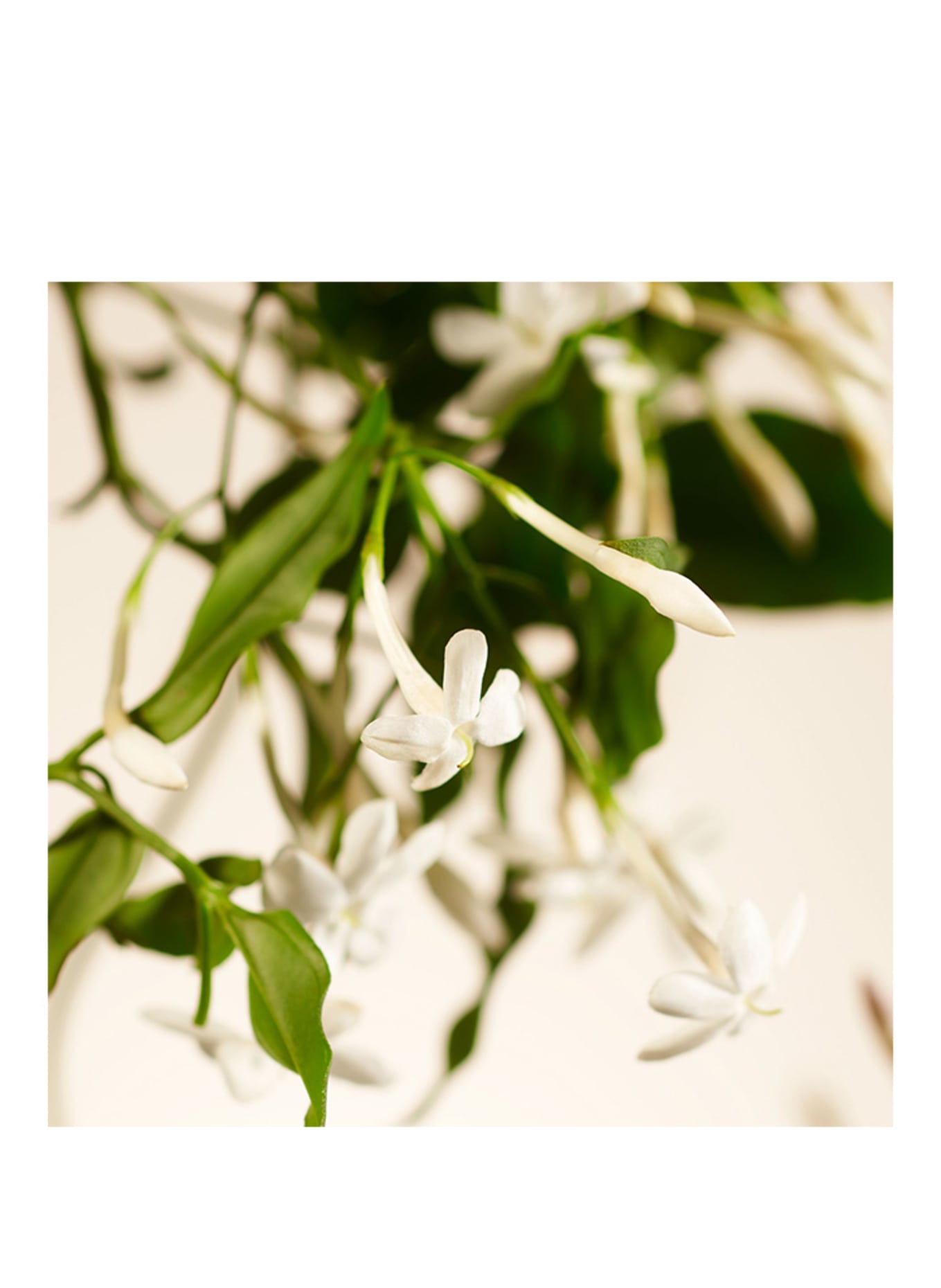 RITUALS SWEET JASMINE NAVULLING