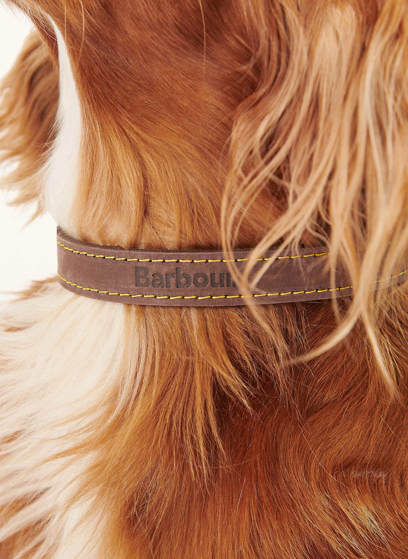Barbour Hunde-Halsband: BRAUN