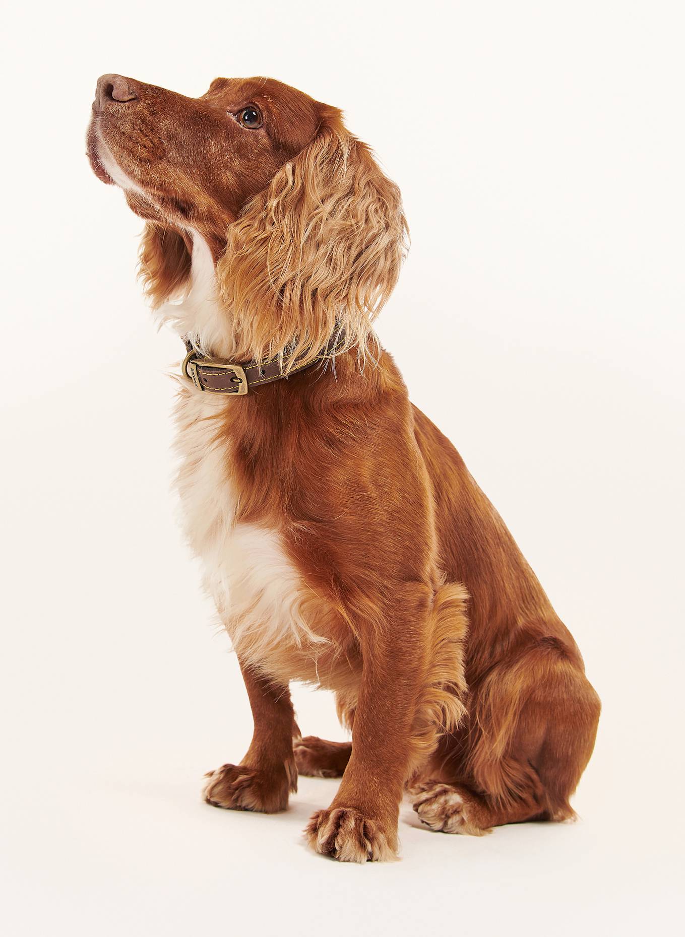 Barbour Hunde-Halsband: BRAUN