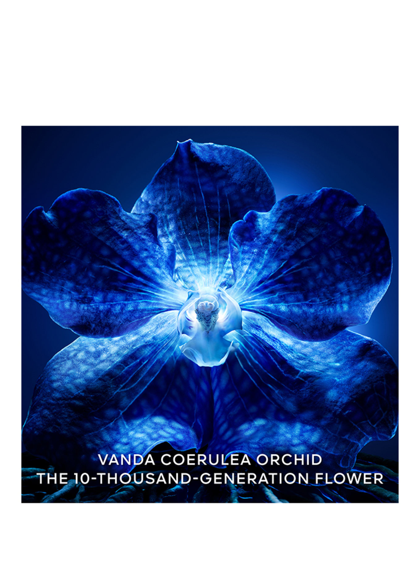 GUERLAIN ORCHIDÉE IMPÉRIALE LONGEVITY RECHARGE