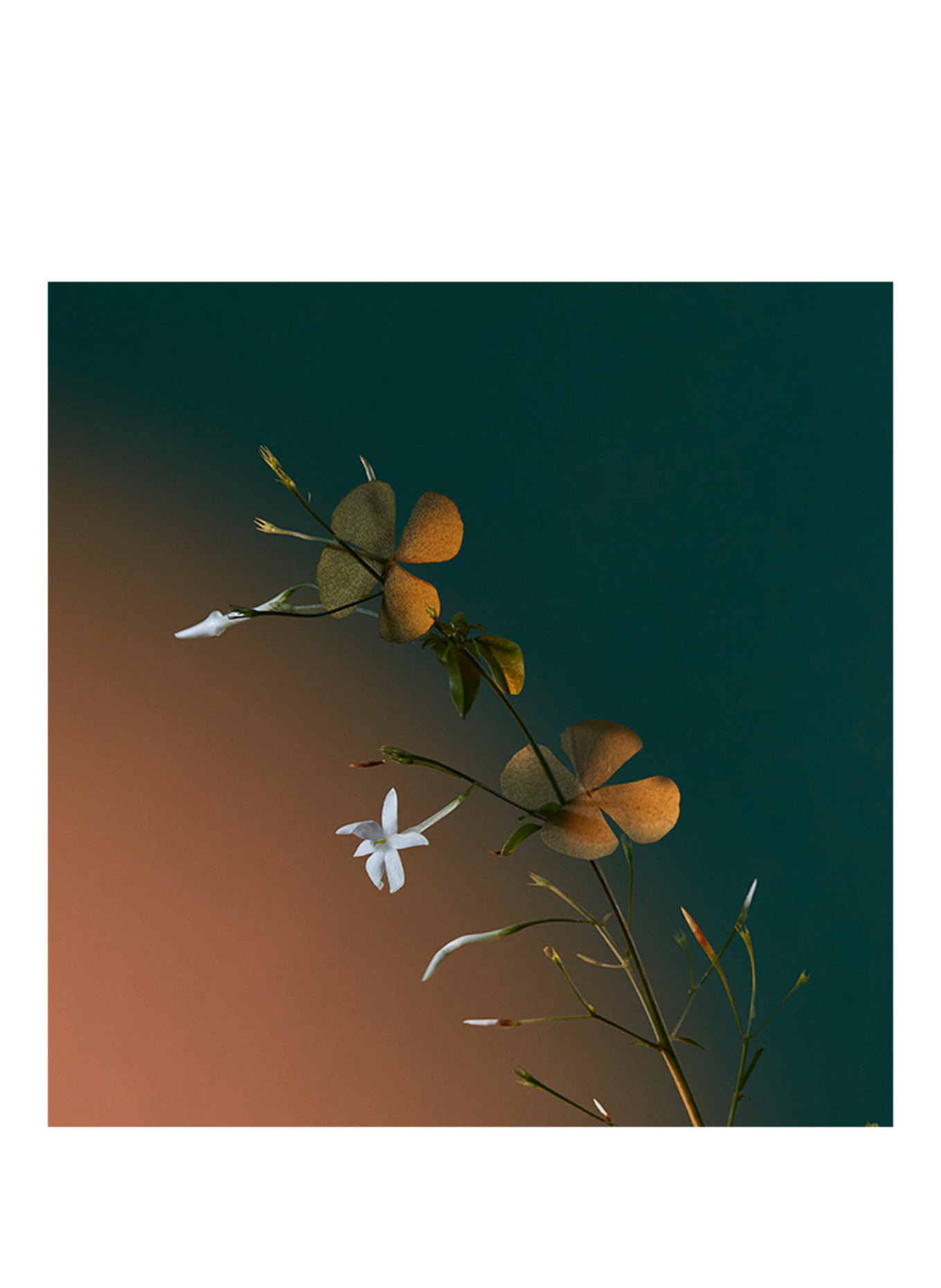 PENHALIGON'S A KISS OF BLISS