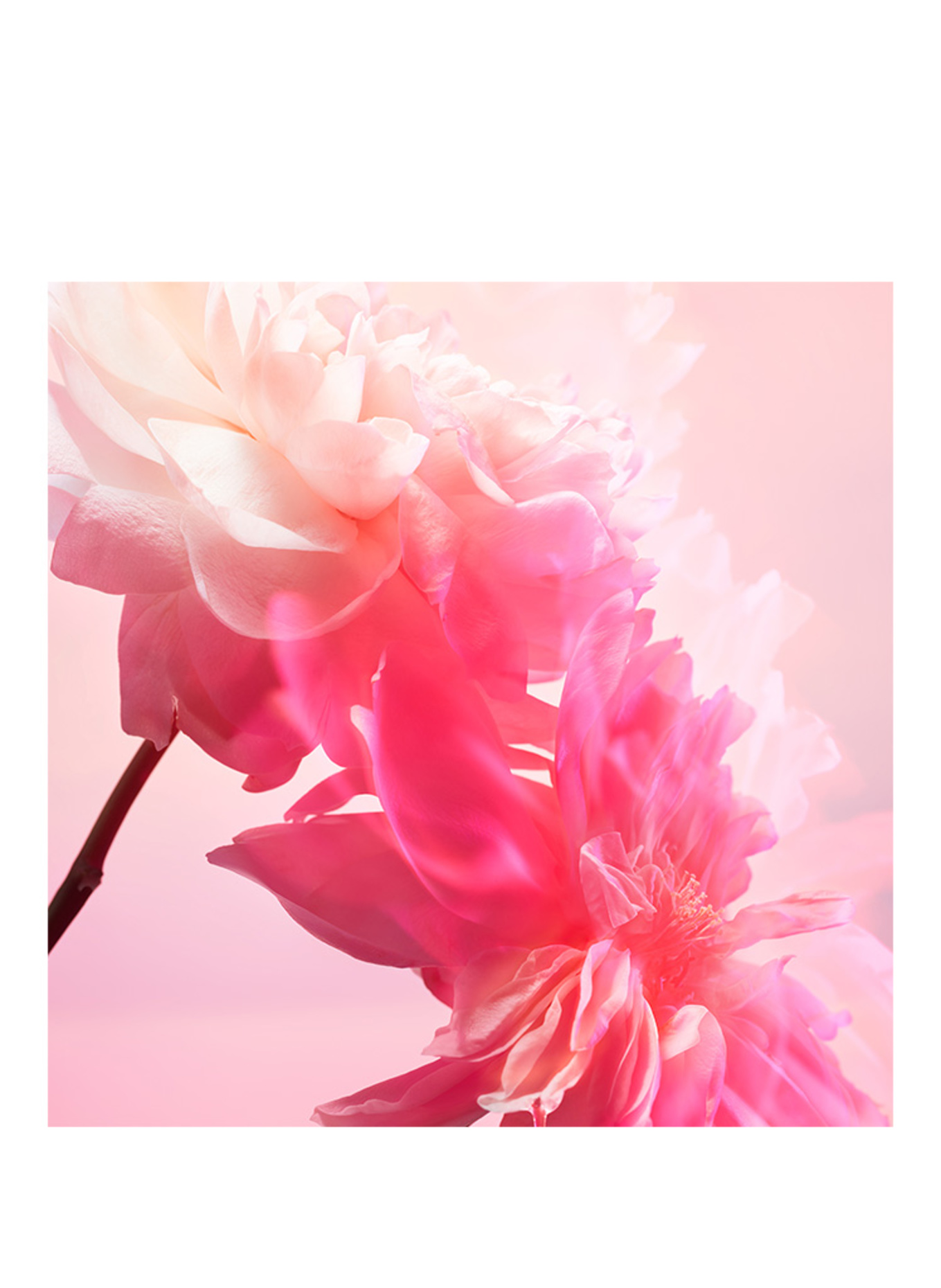 Charlotte Tilbury PILLOW TALK LOVE FREQUENCY KIT