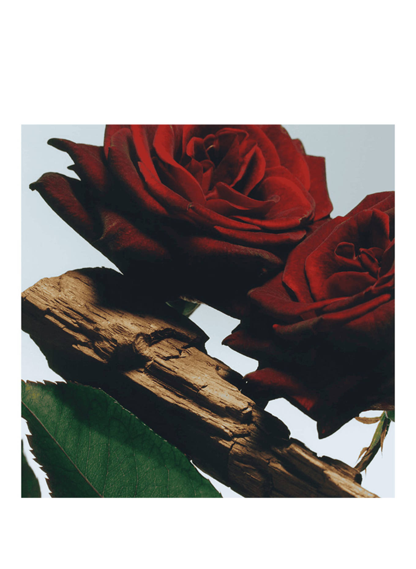 JO MALONE LONDON VELVET ROSE & OUD