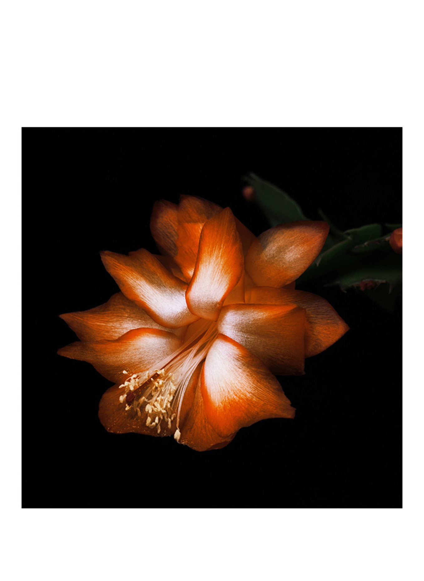 BYREDO BLACK SAFFRON