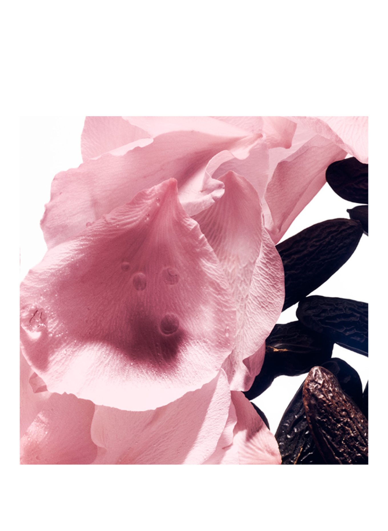 BALMAIN BEAUTY ROSE DE SOIE