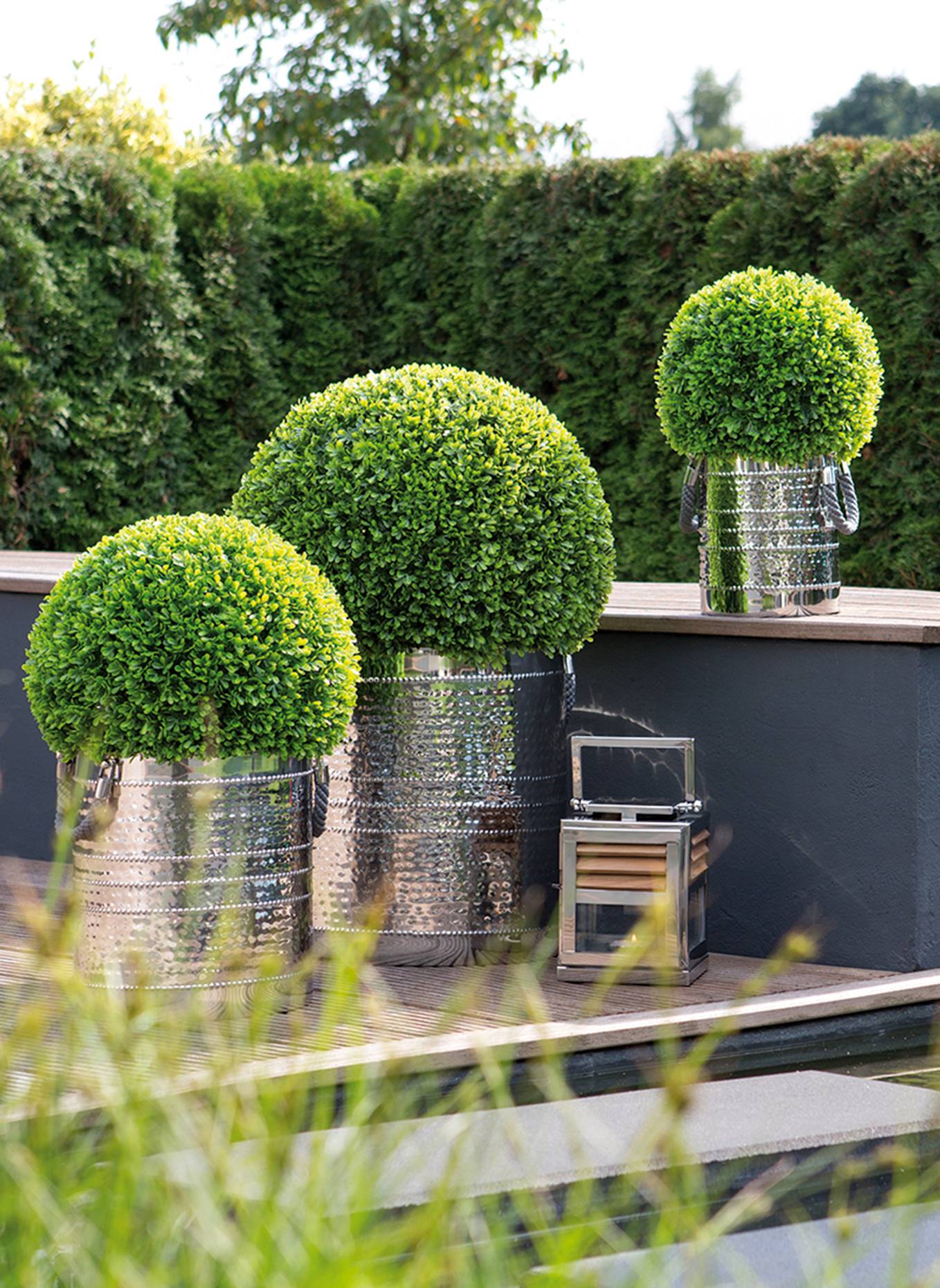 Fink Buchskugel BUXUS: GRÜN