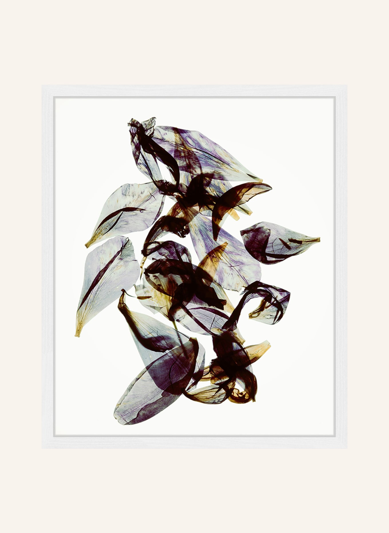 ANY IMAGE Wandbild RHODODENDRON mit Rahmen: WEISS