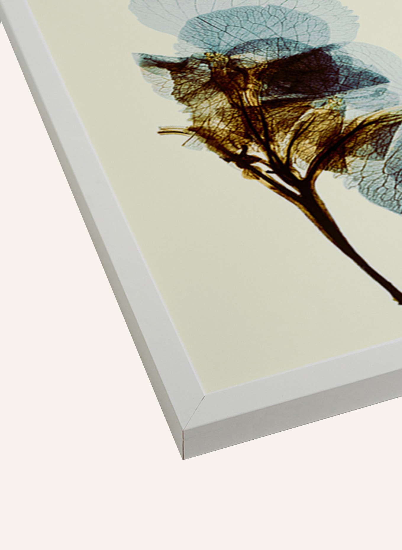 ANY IMAGE Wandbild BLUMENTEXTUR mit Rahmen: WEISS
