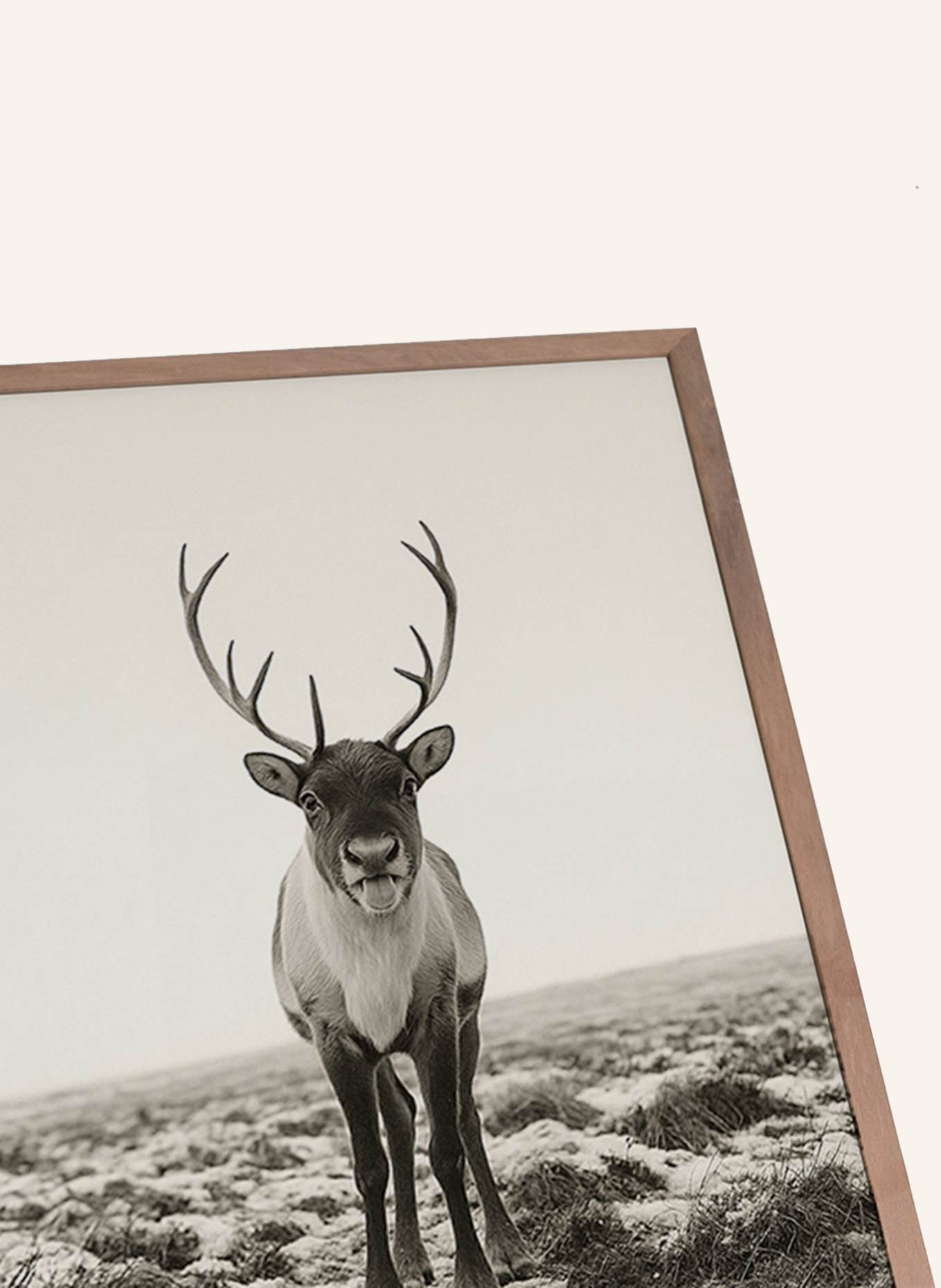 Liv Corday Wandbild FRECHES RENTIER mit Rahmen: BRAUN