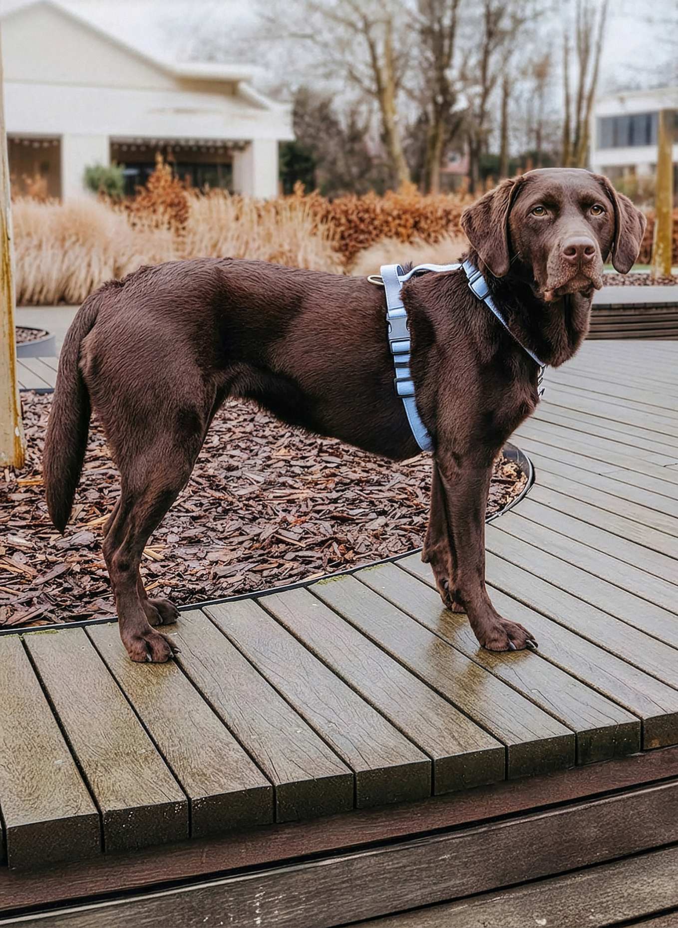 HEY LANA Hundegeschirr OUTDOOR FLEX: TAUPE/ HELLBLAU