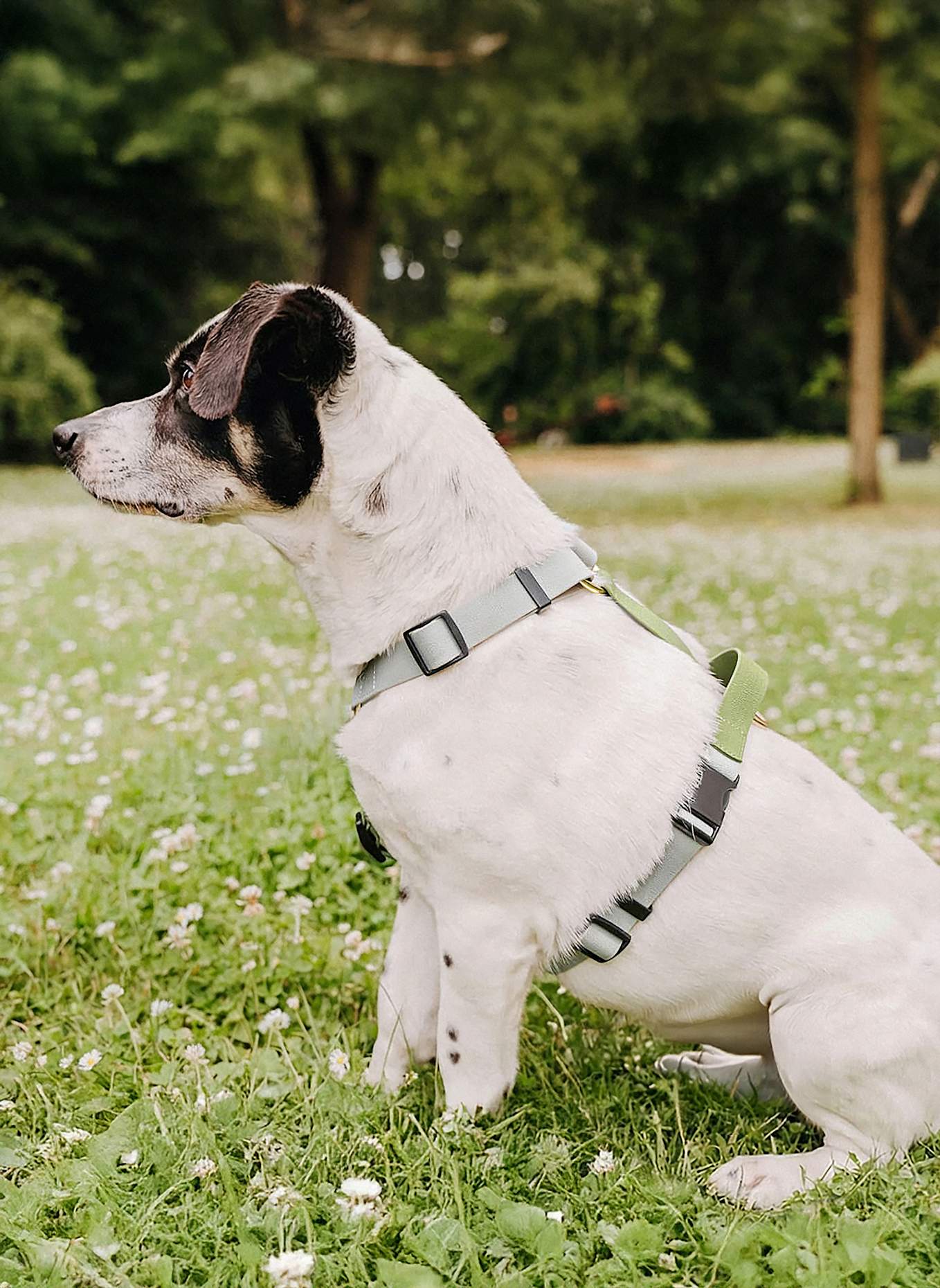 HEY LANA Hundegeschirr OUTDOOR FLEX: GRAU/ GRÜN