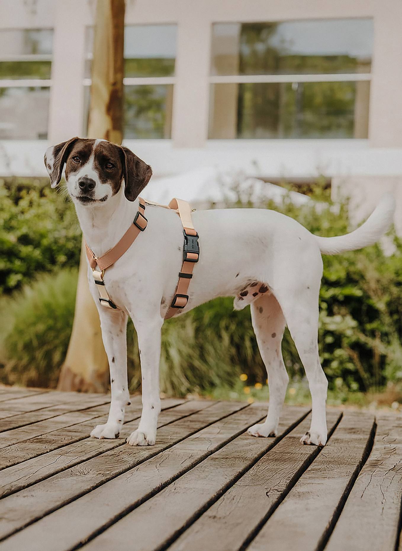 HEY LANA Hundegeschirr OUTDOOR FLEX: CAMEL/ BEIGE