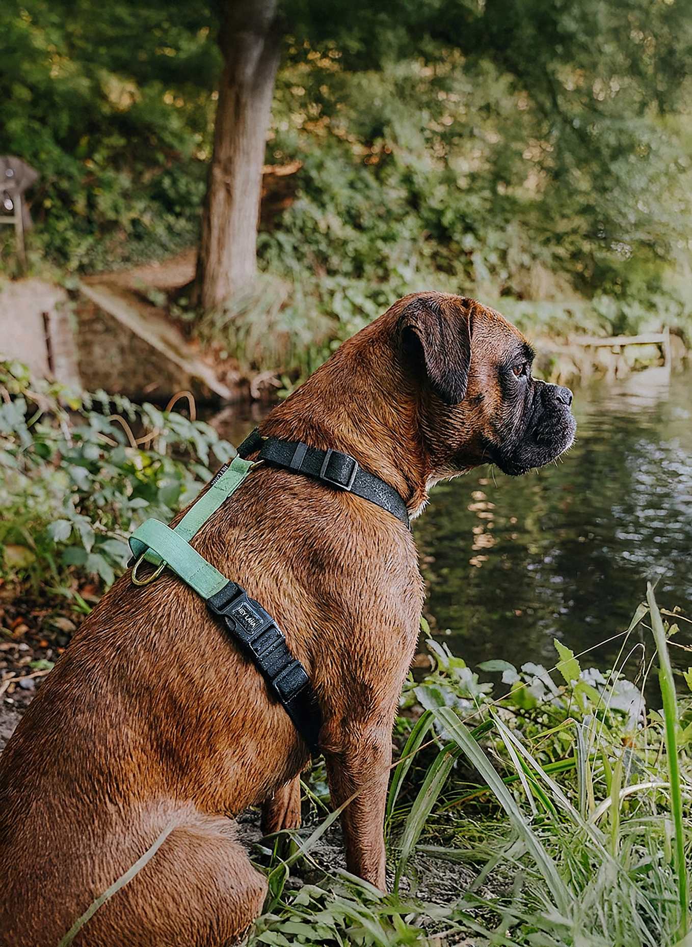 HEY LANA Hundegeschirr OUTDOOR FLEX: SCHWARZ/ MINT