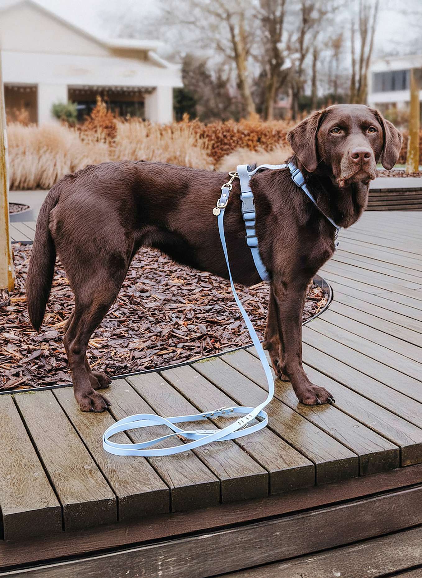 HEY LANA Hundeleine OUTDOOR FLEX: TAUPE/ HELLBLAU