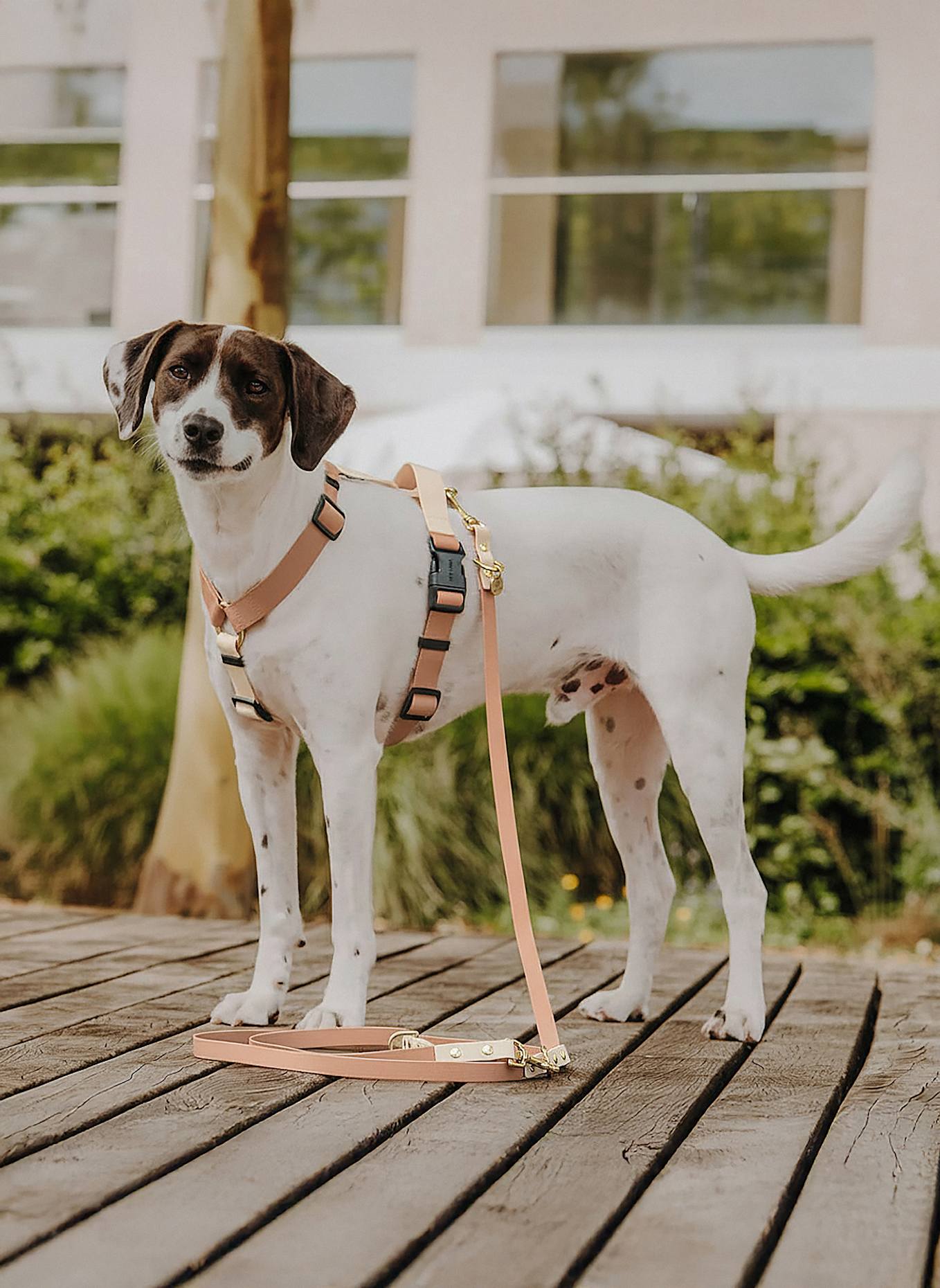 HEY LANA Hundeleine OUTDOOR FLEX: CAMEL/ BEIGE