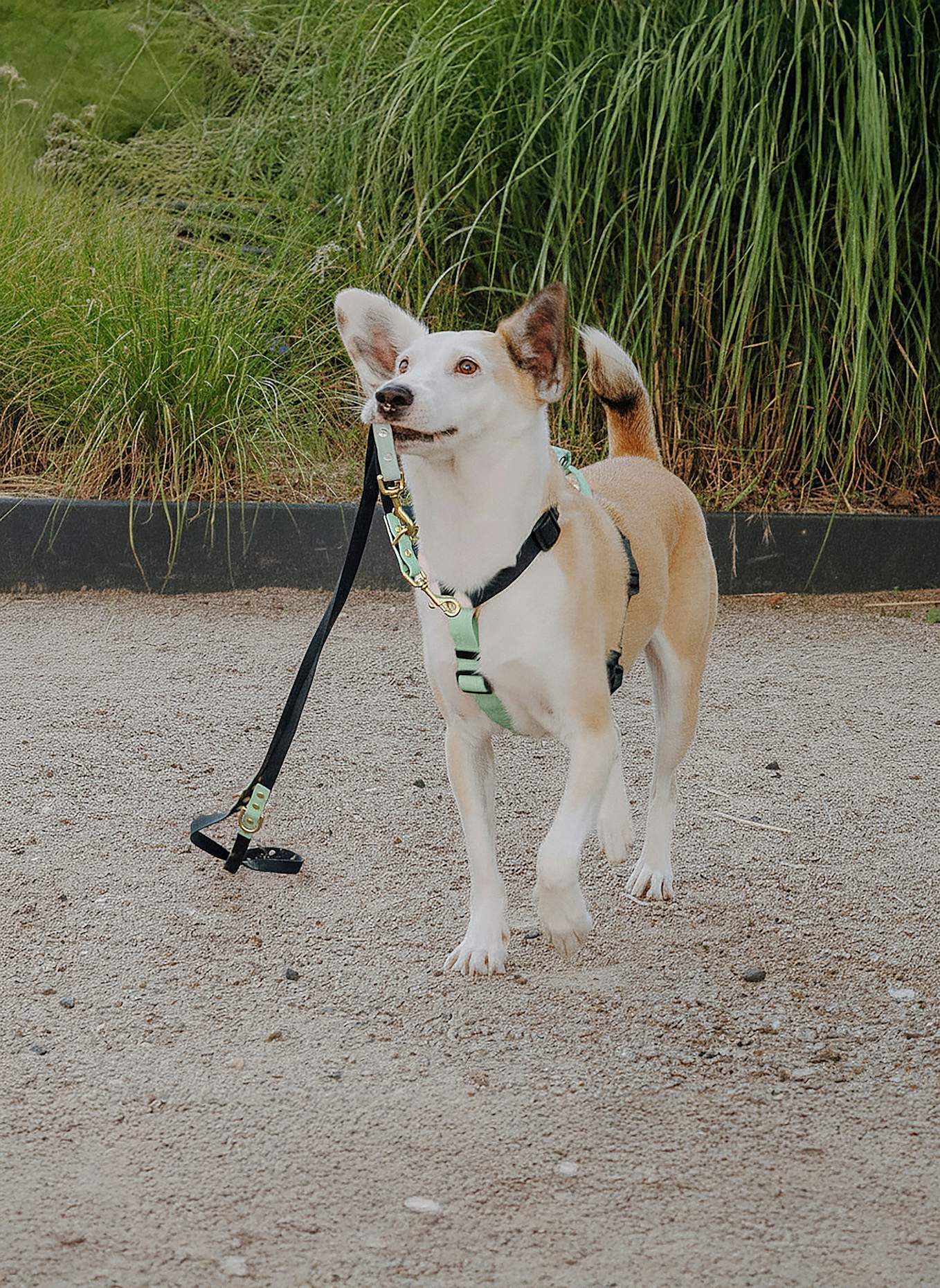 HEY LANA Hundeleine OUTDOOR FLEX: SCHWARZ/ MINT