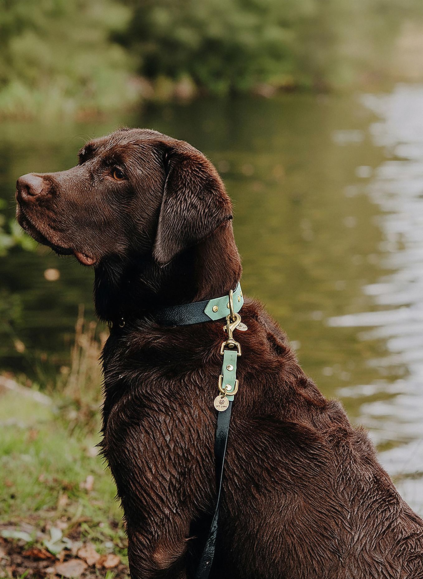 HEY LANA Hundeleine OUTDOOR FLEX: SCHWARZ/ MINT