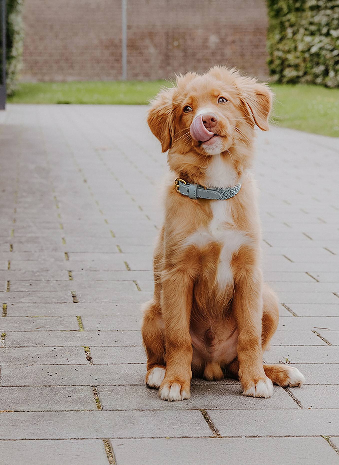 HEY LANA Hundehalsband TRÈS CHIC: GRAU/ HELLBLAU