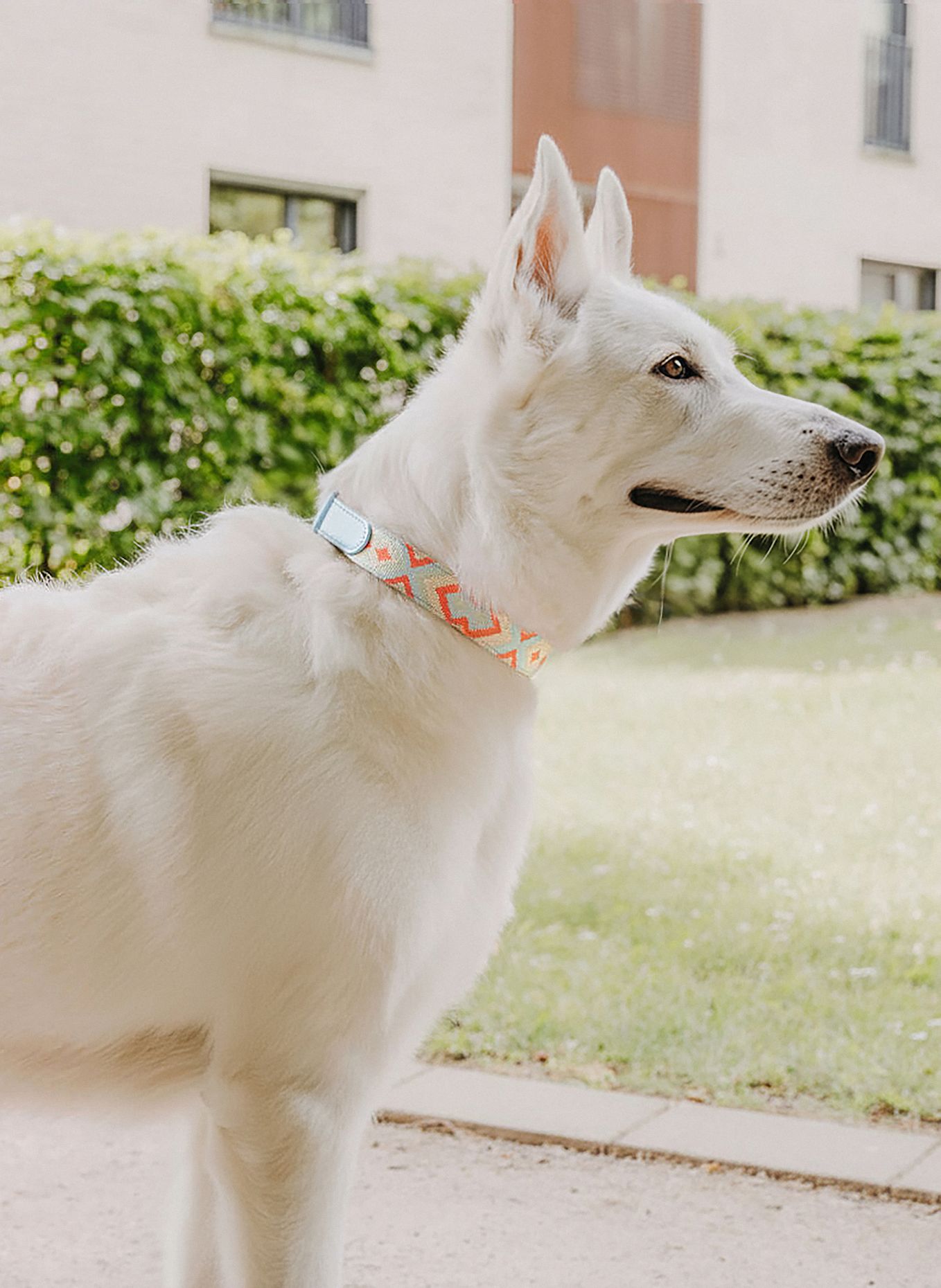 HEY LANA Hundehalsband TRÈS CHIC: ROT/ HELLBLAU