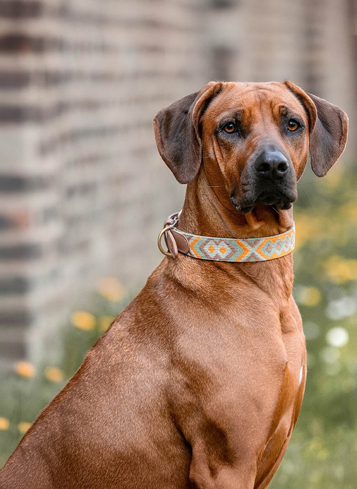 HEY LANA Hundehalsband TRÈS CHIC: MINT/ ORANGE