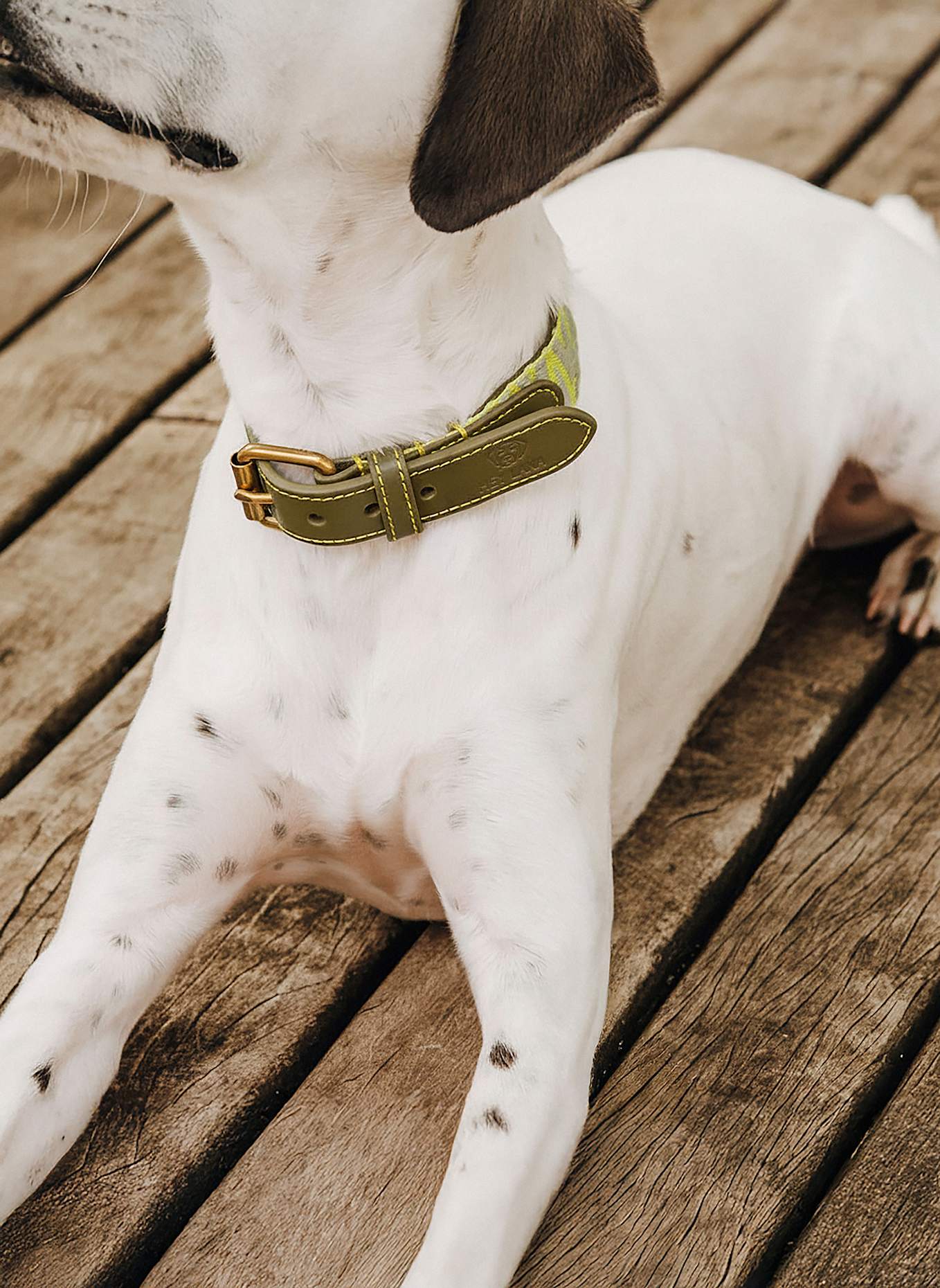 HEY LANA Hundehalsband TRÈS CHIC: OLIV/ NEONGELB